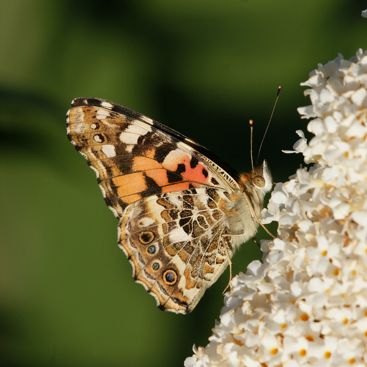 Буддлея (Buddleja davidii) — внешний вид растения