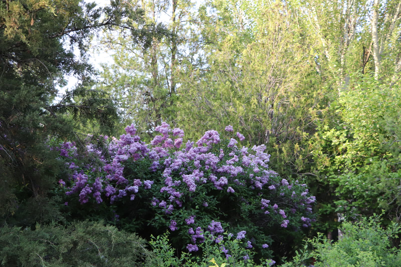 Будлея альтернифолистная (Buddleja alternifolia) — дуговидные цветущие ветви
