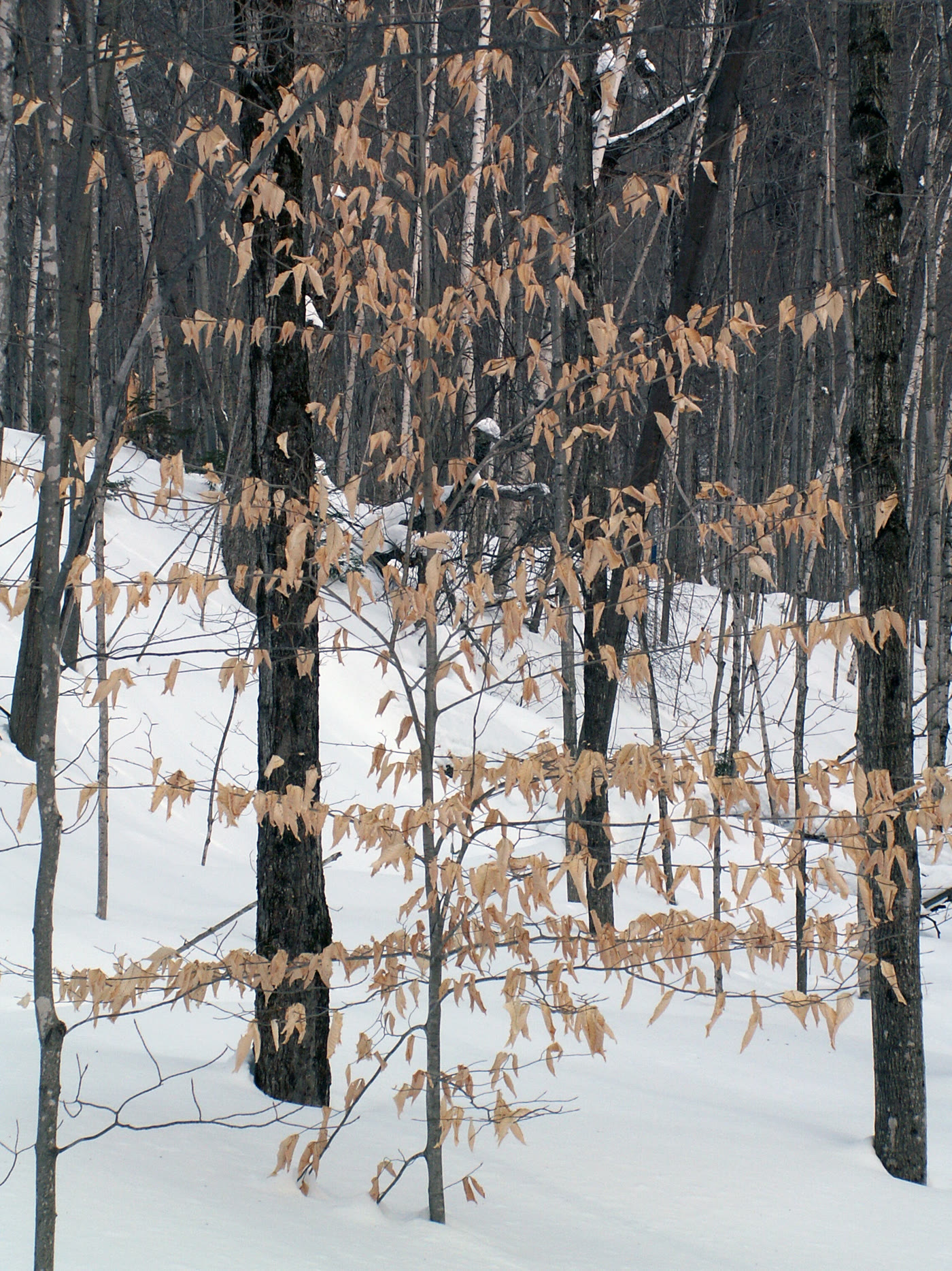 Бук крупнолистный (Fagus grandifolia) с сухой листвой на ветвях зимой