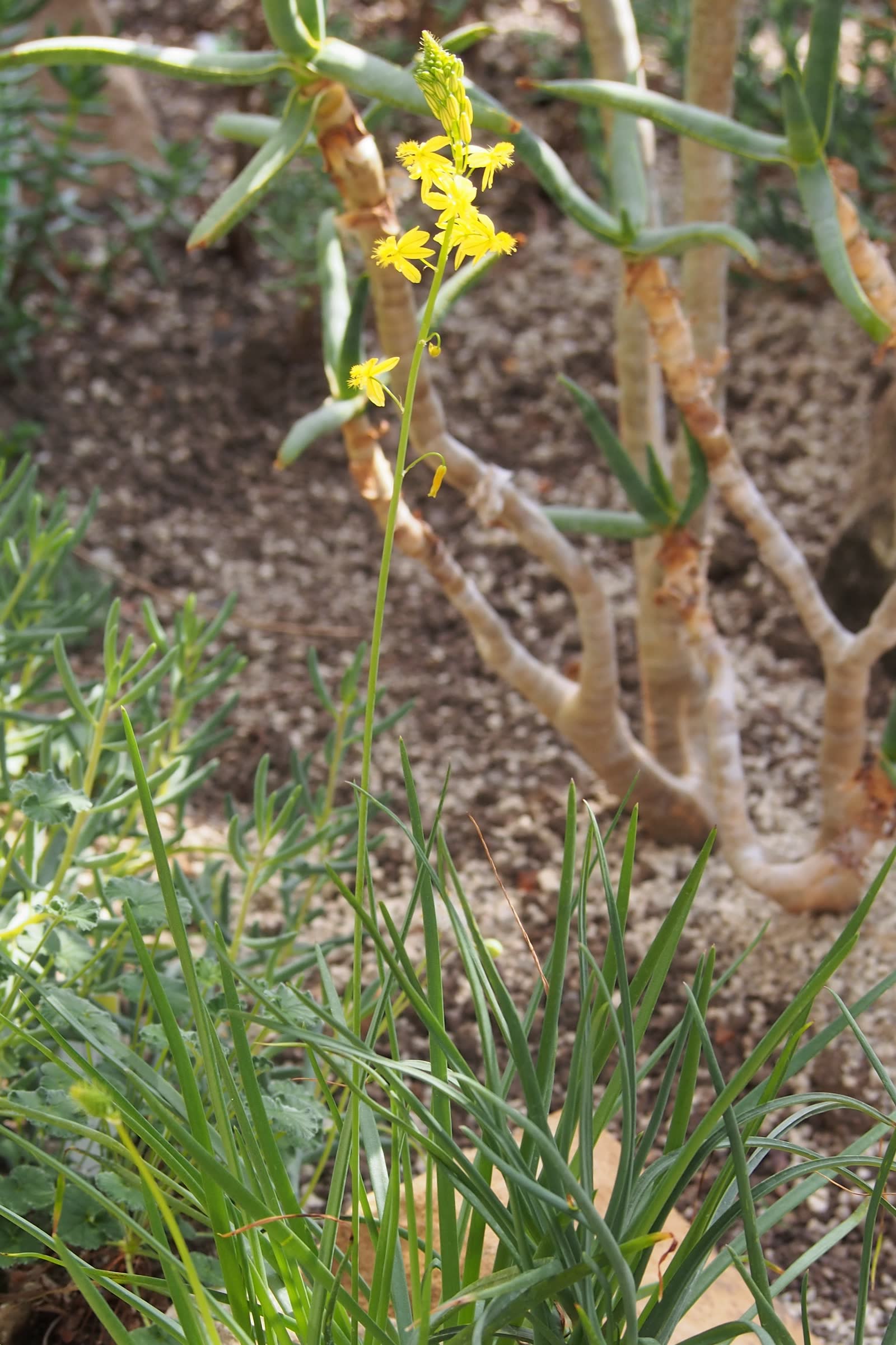 Бульбина кустарниковая (Bulbine frutescens) — цветонос со звёздчатыми оранжево-жёлтыми цветками над куртиной узких листьев