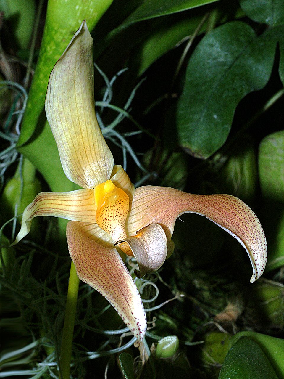 Бульбофиллум Лобба (Bulbophyllum lobbii) — одиночный крупный цветок с тонкой дрожащей губой