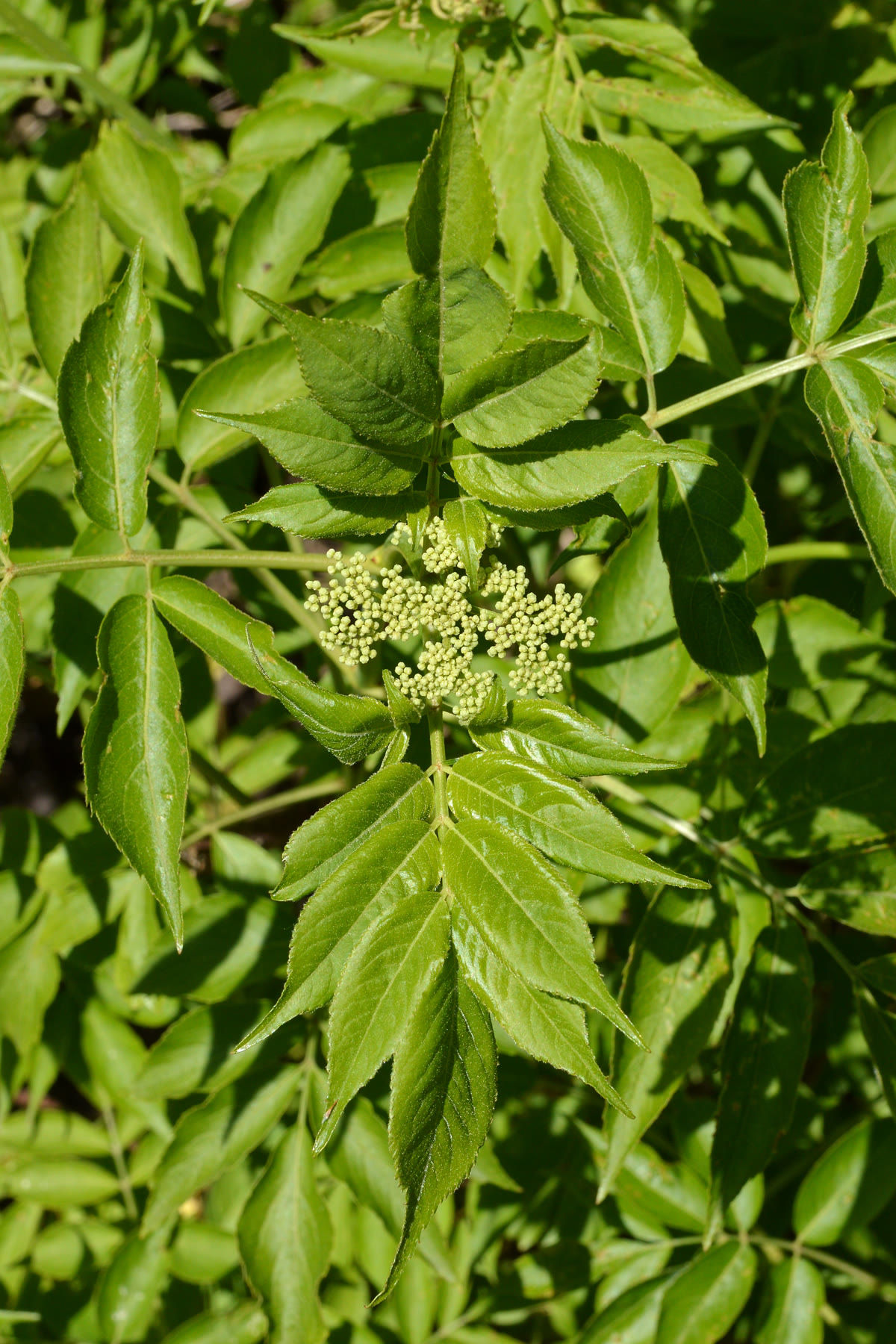 Бузина канадская (Sambucus canadensis) — крупные плоские соцветия на многоствольном кусте