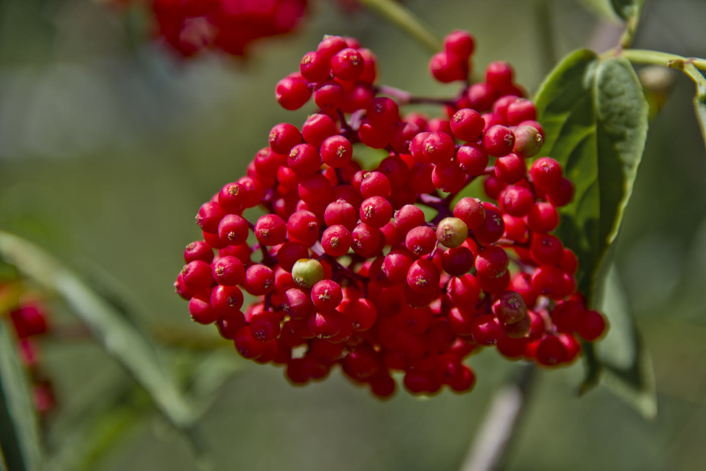 Бузина красная (Sambucus racemosa) — плотная вертикальная пирамидальная кисть ярко-красных ягод