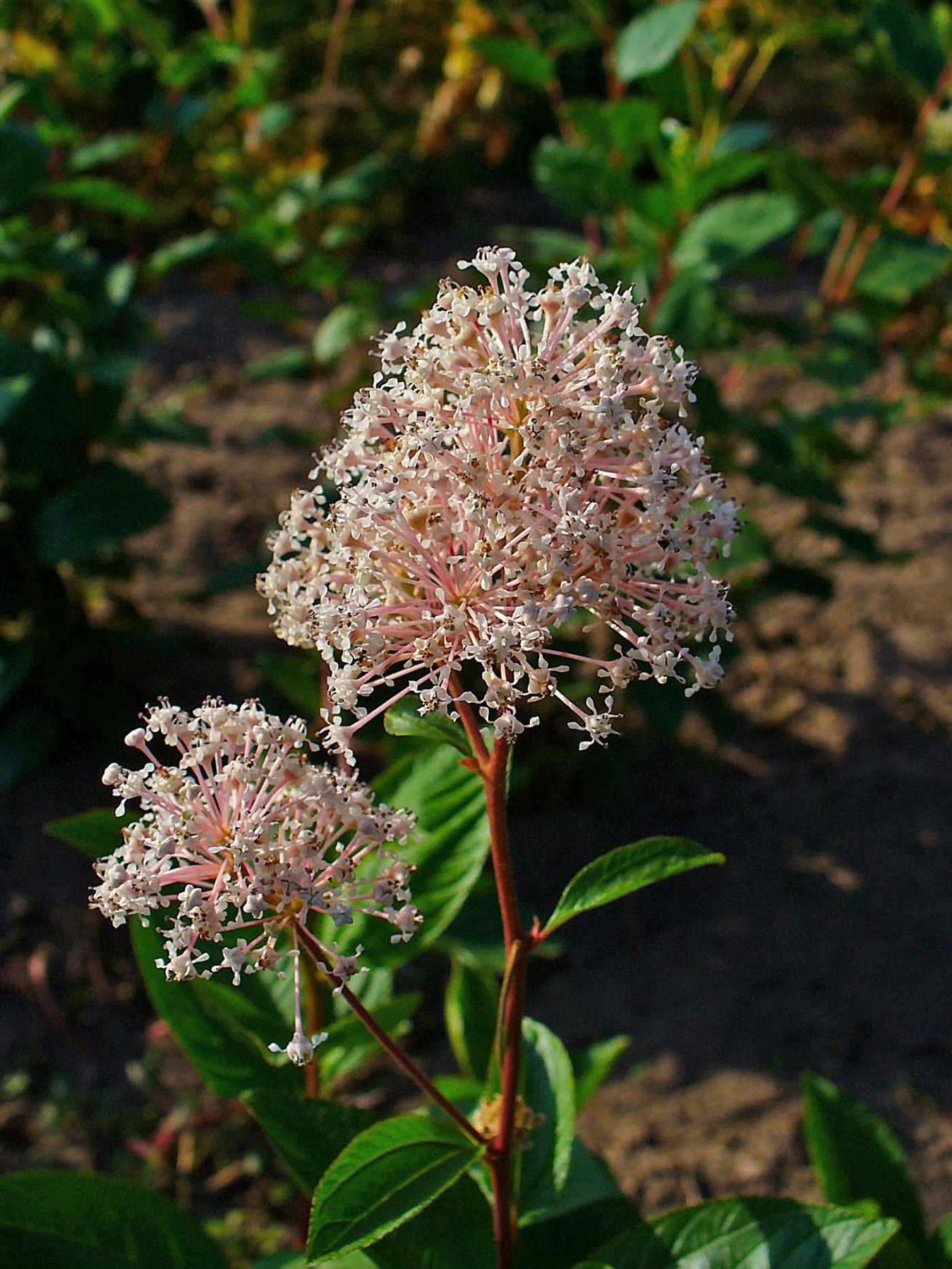 Цеанотус американский (Ceanothus americanus) — пышные пушистые соцветия мелких белых цветков на невысоком кусте