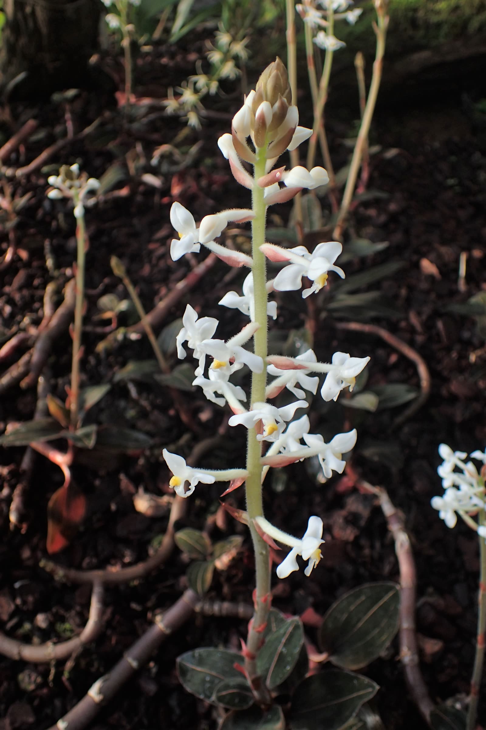 Целогина гребенчатая (Coelogyne cristata) — округлые псевдобульбы и белые цветки