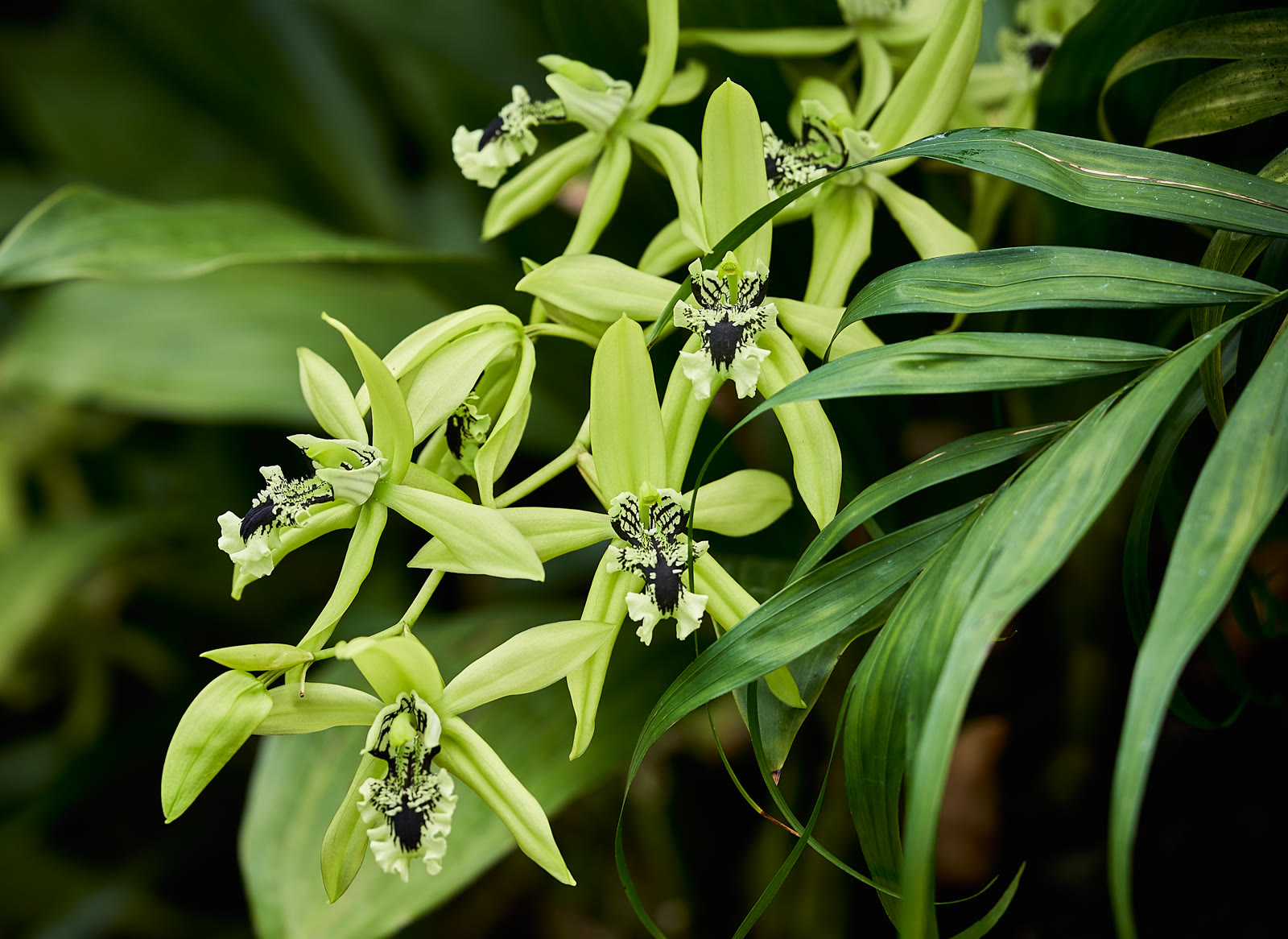 Целогина пандурата (Coelogyne pandurata) — бледно-зелёный цветок с почти чёрным бархатистым рисунком на губе
