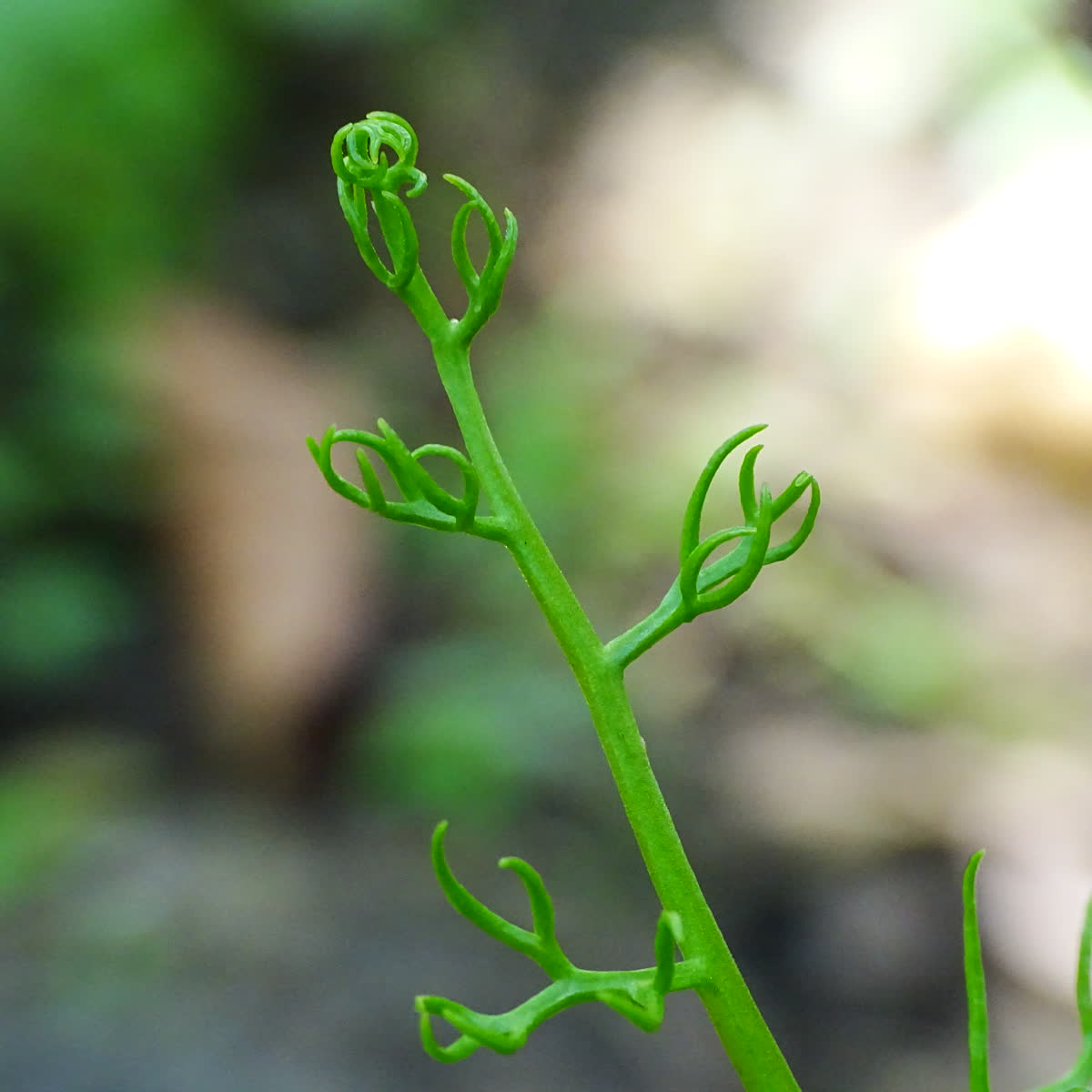 Цератоптерис таиландский (Ceratopteris thalictroides) — перисто-рассечённые вайи водного папоротника