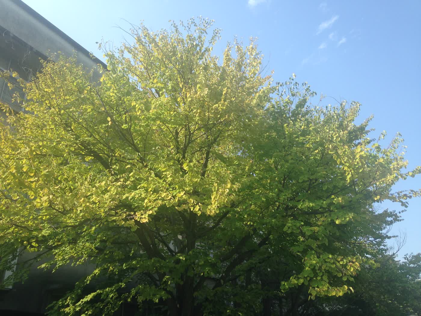 Церцидифиллум японский (Cercidiphyllum japonicum) — сердцевидные листья в осенней окраске
