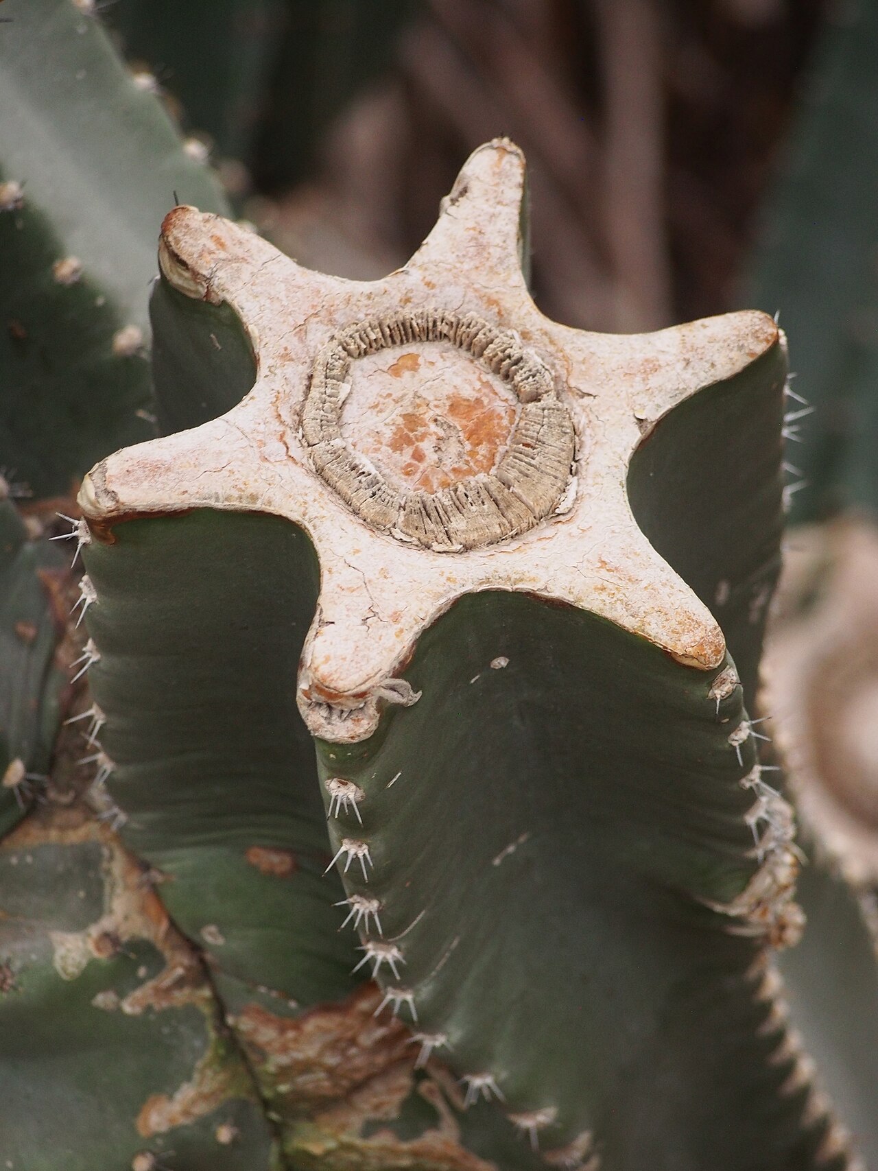 Цереус (Cereus repandus) — внешний вид растения