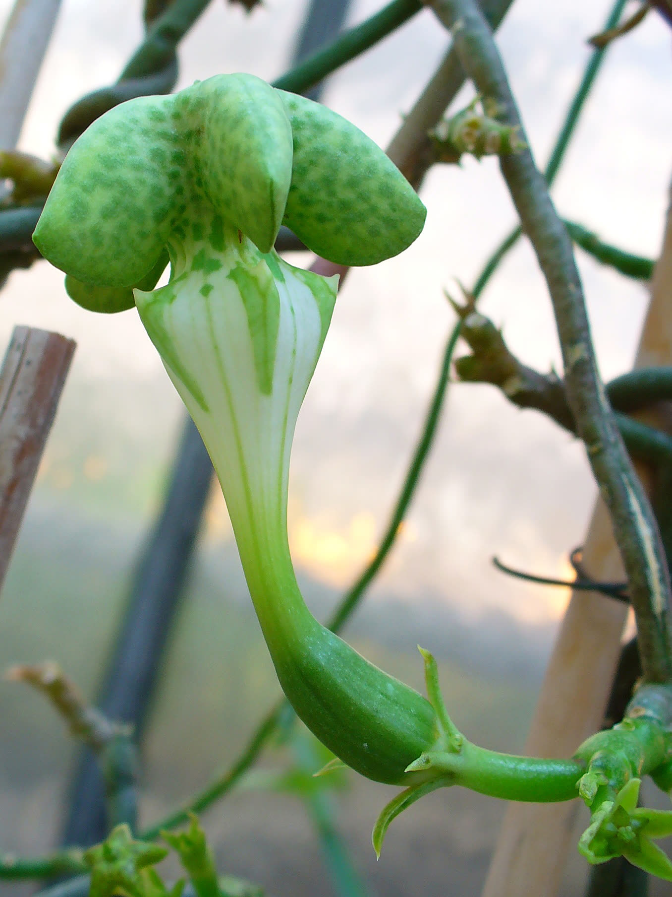 Церопегия Сандерса (Ceropegia sandersonii) — крупный план цветка-«парашюта» с бахромчатым краем