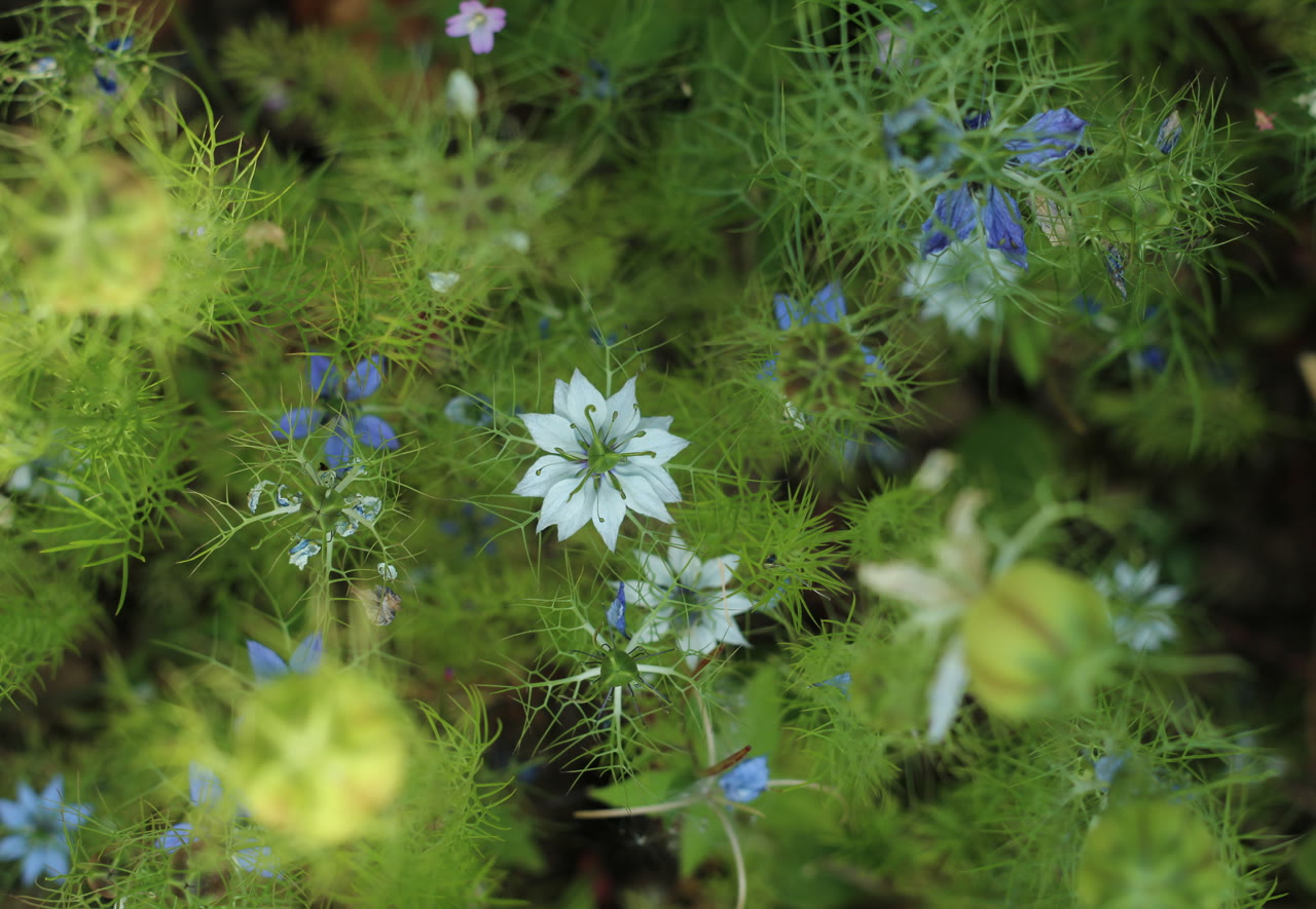 Нигелла дамасская (Nigella damascena) — цветок в ажурной обёртке из нитевидных прицветников