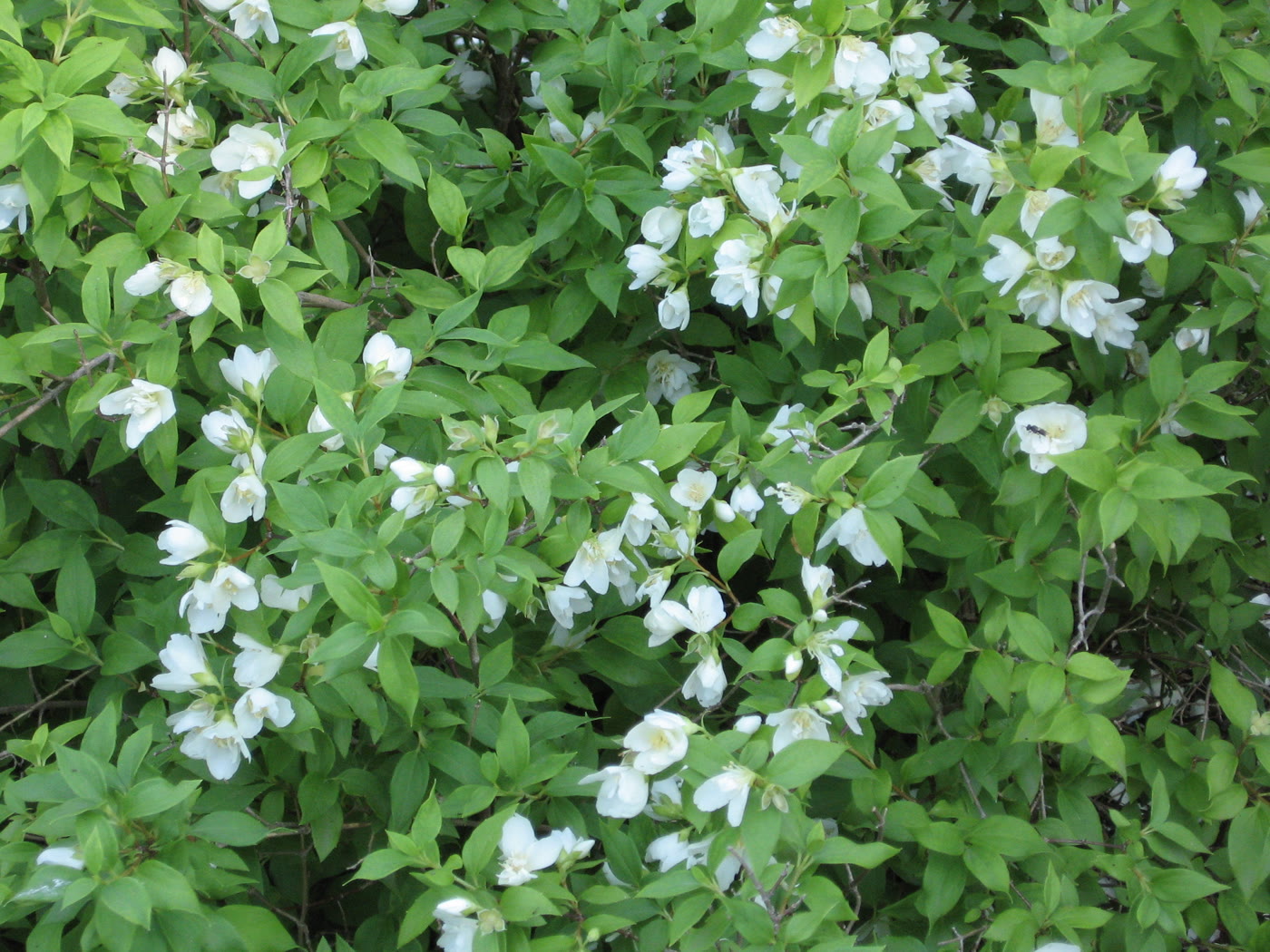 Чубушник Лемуана (Philadelphus × lemoinei) — компактный куст в цвету