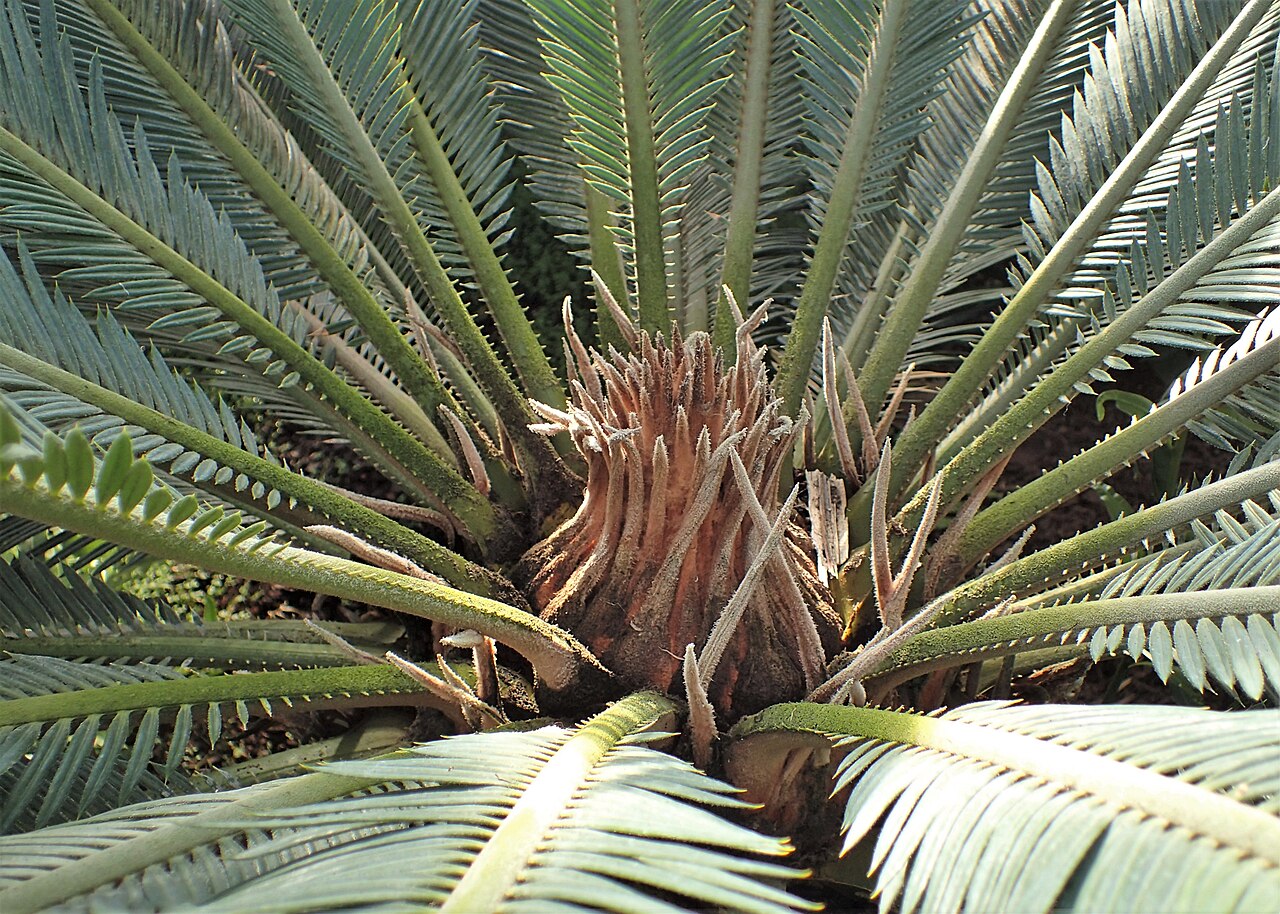Цикас поникающий (Cycas revoluta) — толстый бочонкообразный ствол-каудекс и венец жёстких тёмно-зелёных перистых листьев с загнутыми краями листочков