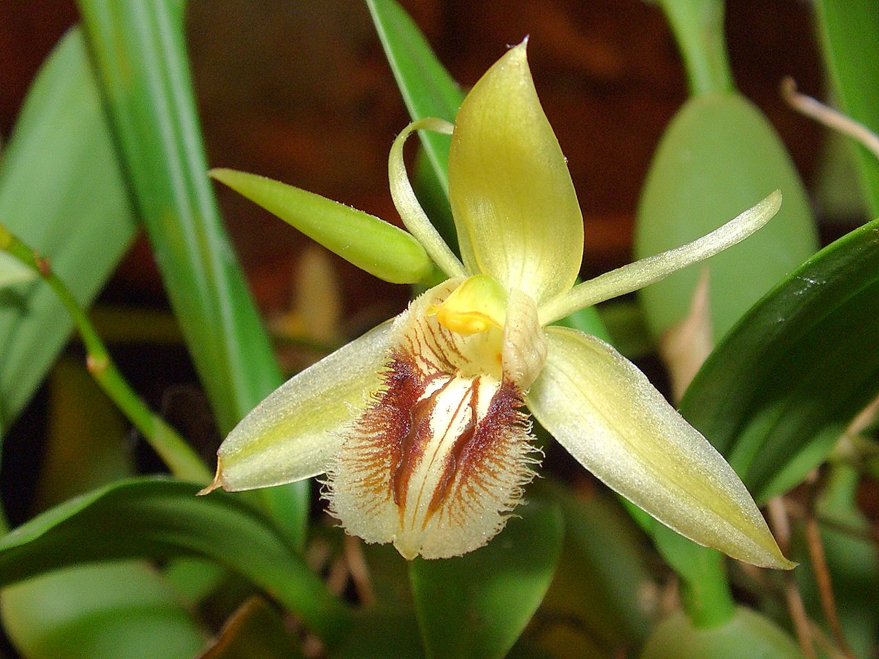 Целогина бахромчатая (Coelogyne fimbriata) — мелкие цветки с бахромчатой губой на ползучем корневище