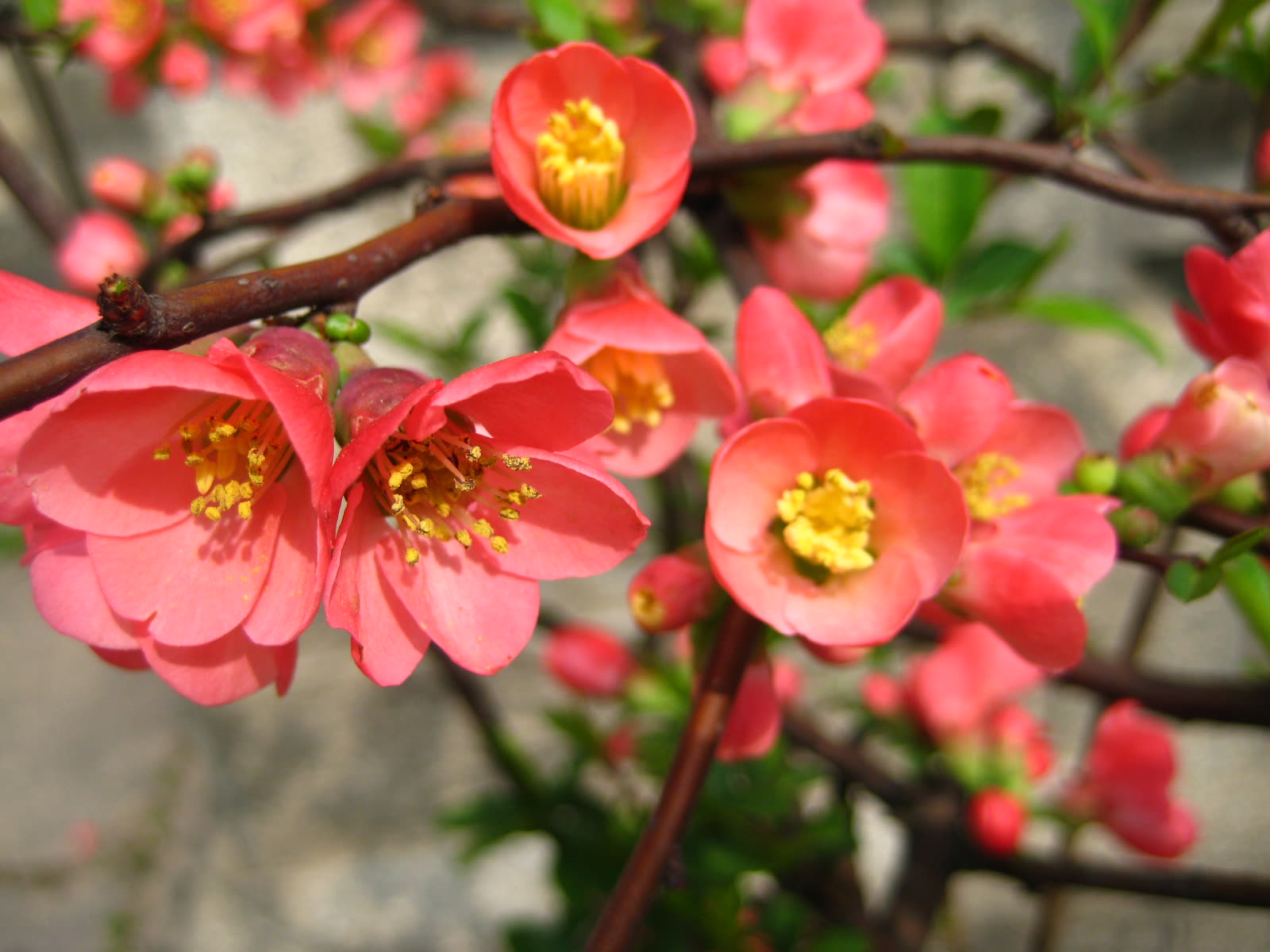 Дёрен очерёднолистный (Cornus alternifolia) — ярусная пагодовидная крона