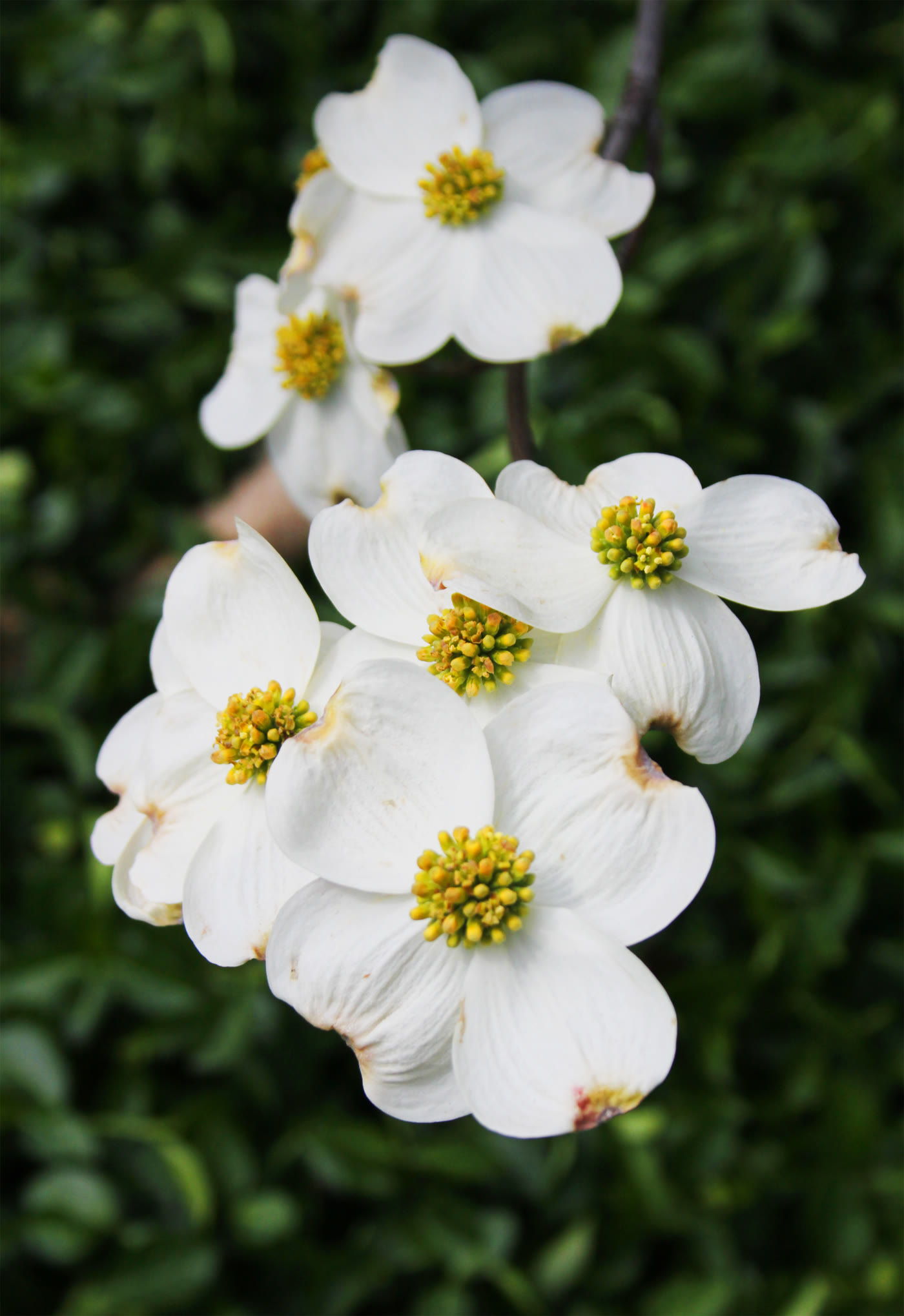 Дёрен цветущий (Cornus florida) — белые прицветники с настоящими цветками в центре