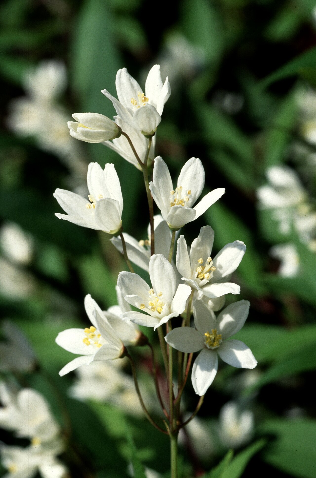 Дейция (Deutzia) — внешний вид растения