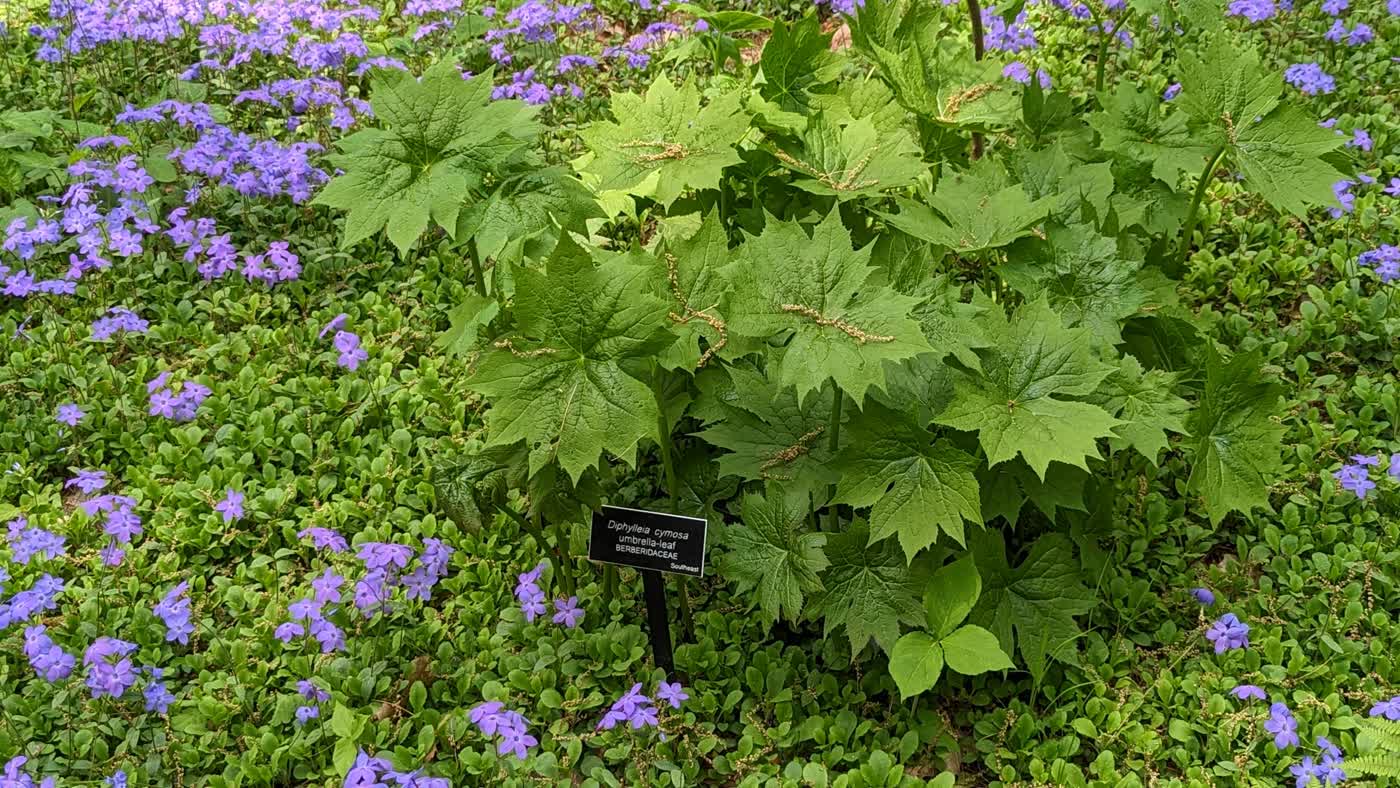 Дифиллея зонтичная (Diphylleia cymosa) — куртина с огромными глубоко лопастными зонтичными листьями в саду