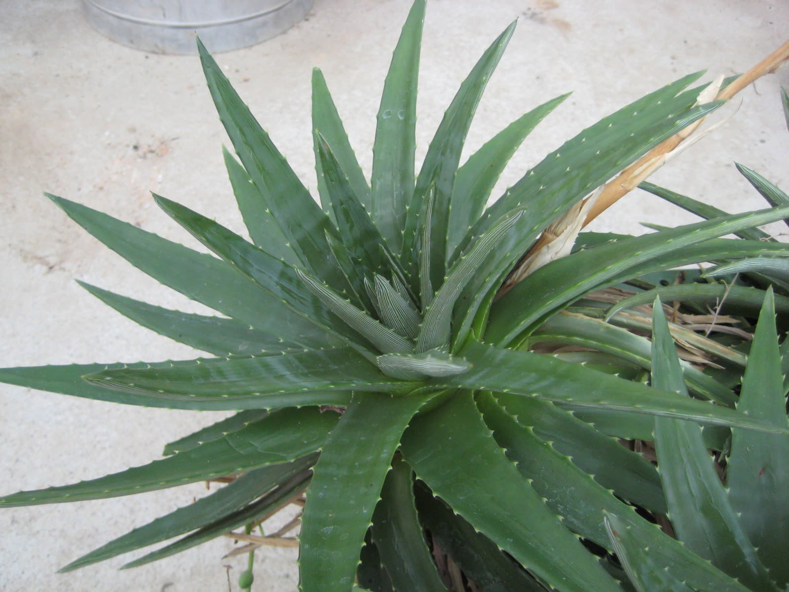 Диккия (Dyckia brevifolia) — колючая наземная розетка, похожая на агаву