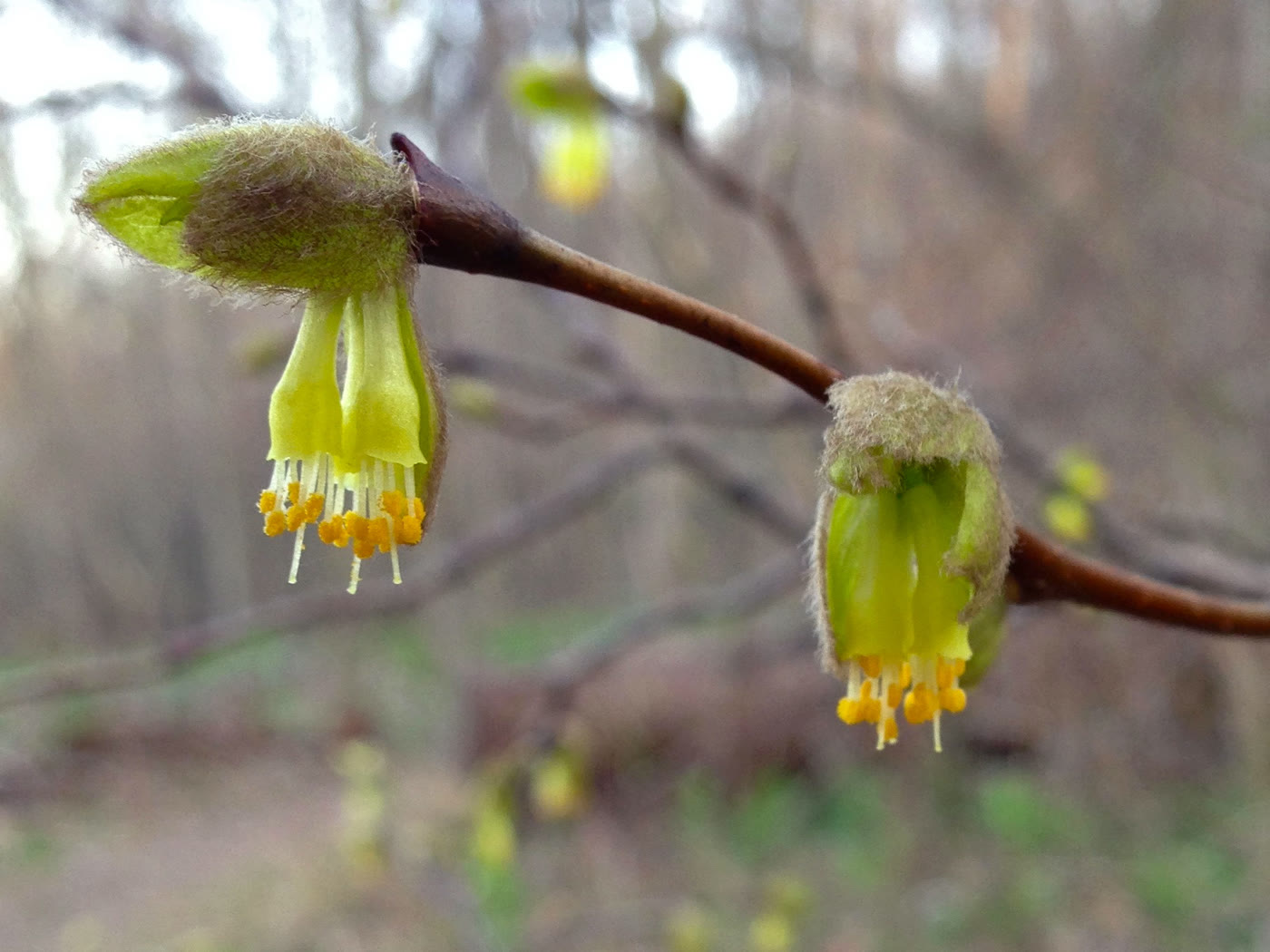 Дирка болотная (Dirca palustris) — жёлто-зелёные цветки на голых ветвях ранней весной