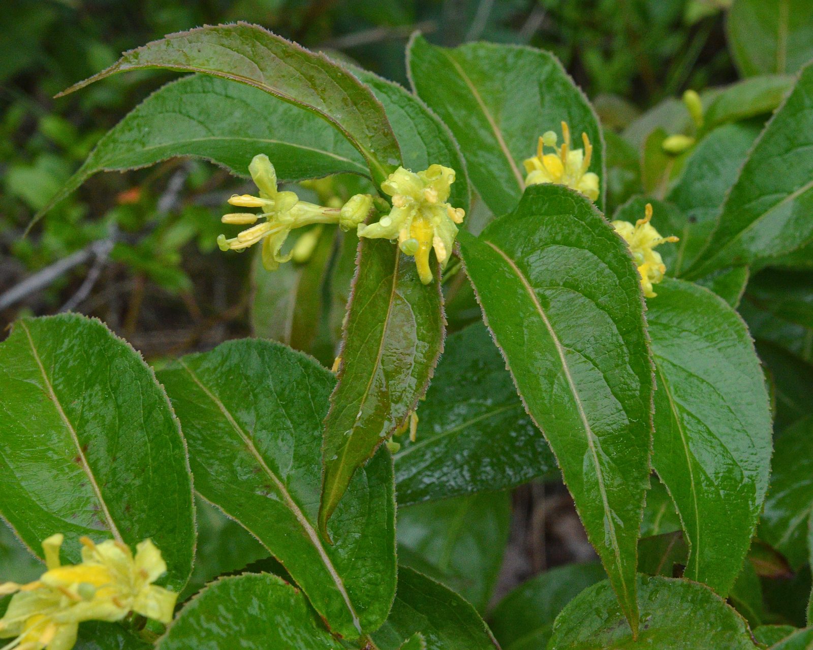 Дирвилла жимолостная (Diervilla lonicera) — внешний вид кустарника