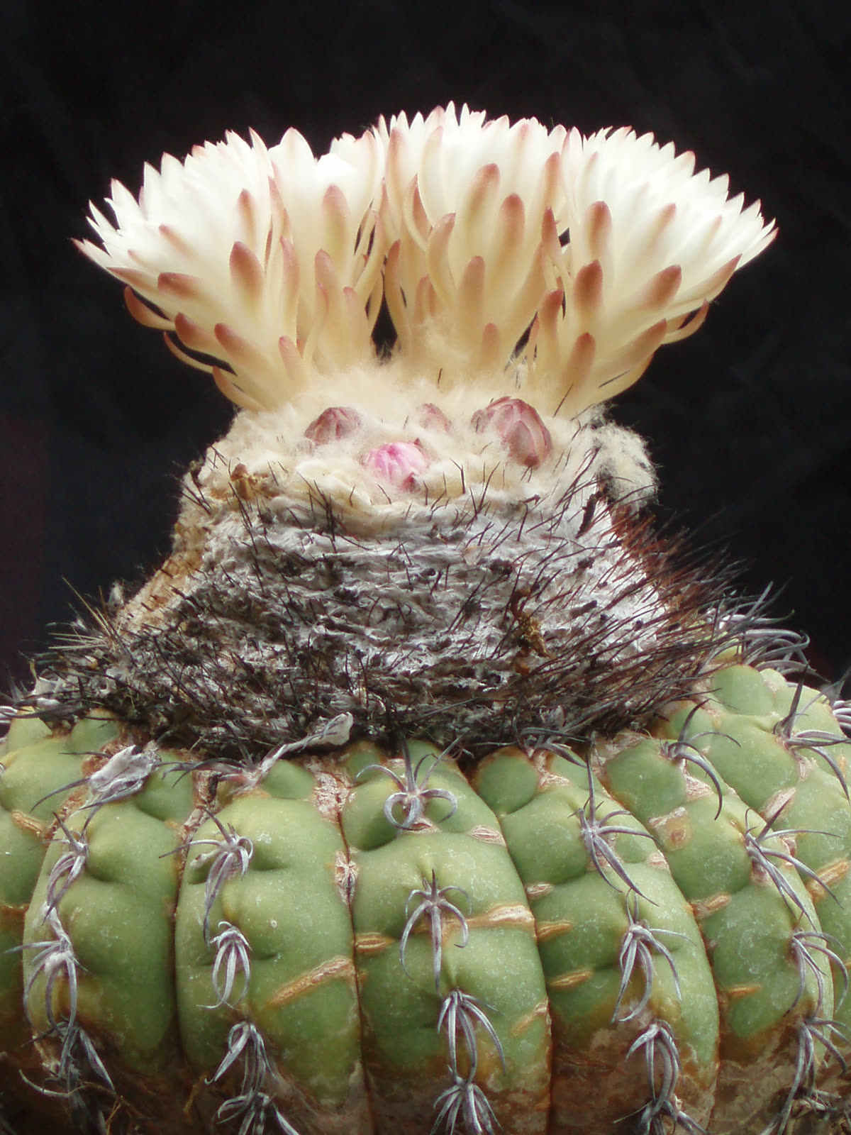 Дискокактус лепёшковидный (Discocactus placentiformis) — плоское тело с войлочным цефалием и белыми цветками