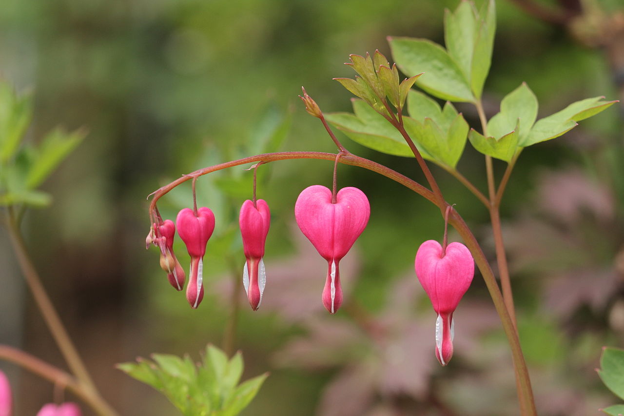Дицентра (Dicentra spectabilis) — внешний вид растения