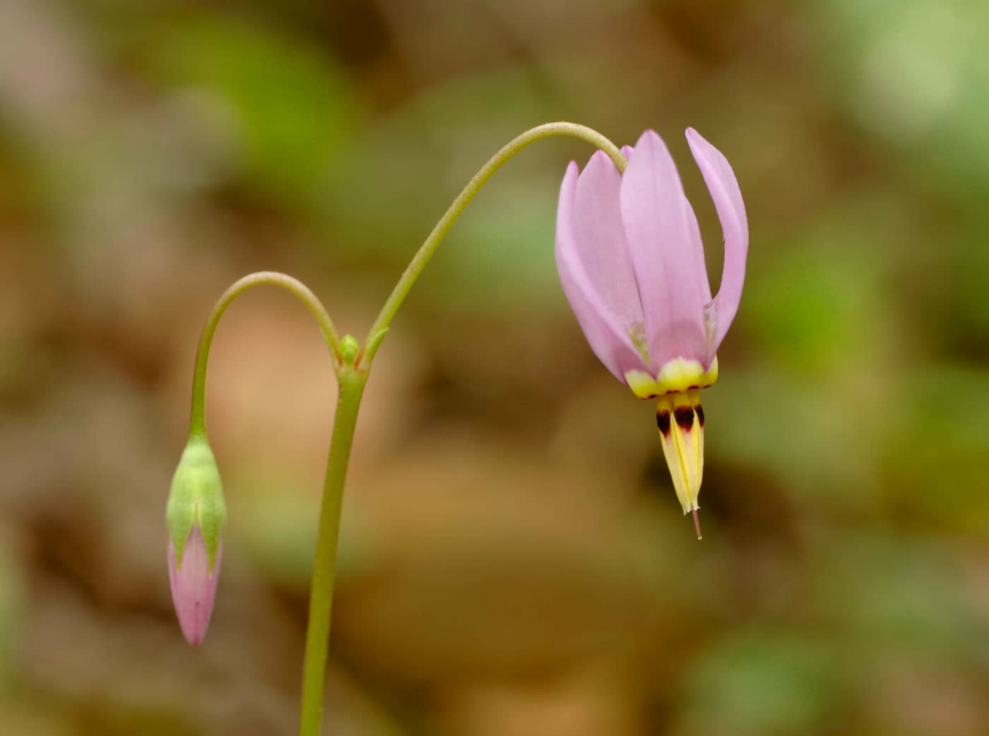Додекатеон Мида (Dodecatheon meadia) — цветок с лепестками, резко отогнутыми назад, и тёмным тычиночным конусом, торчащим вперёд, как дротик