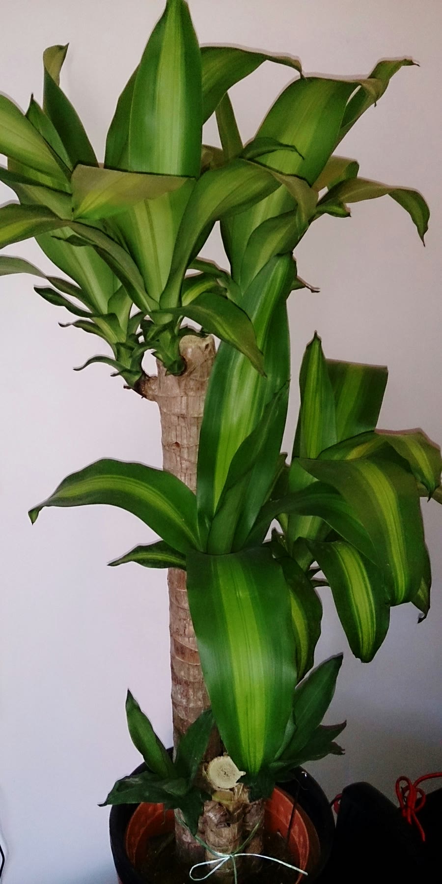 Драцена душистая (массанжеана, Dracaena fragrans) с широкими дуговидными полосатыми листьями на толстых стволах разной высоты в одном горшке