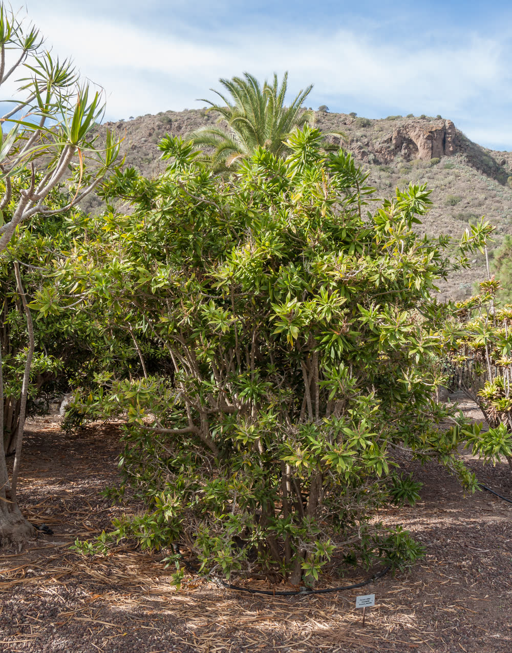 Драцена отогнутая (Dracaena reflexa, Song of India) — плотные мутовки узких пёстрых листьев на ветвящихся стволах
