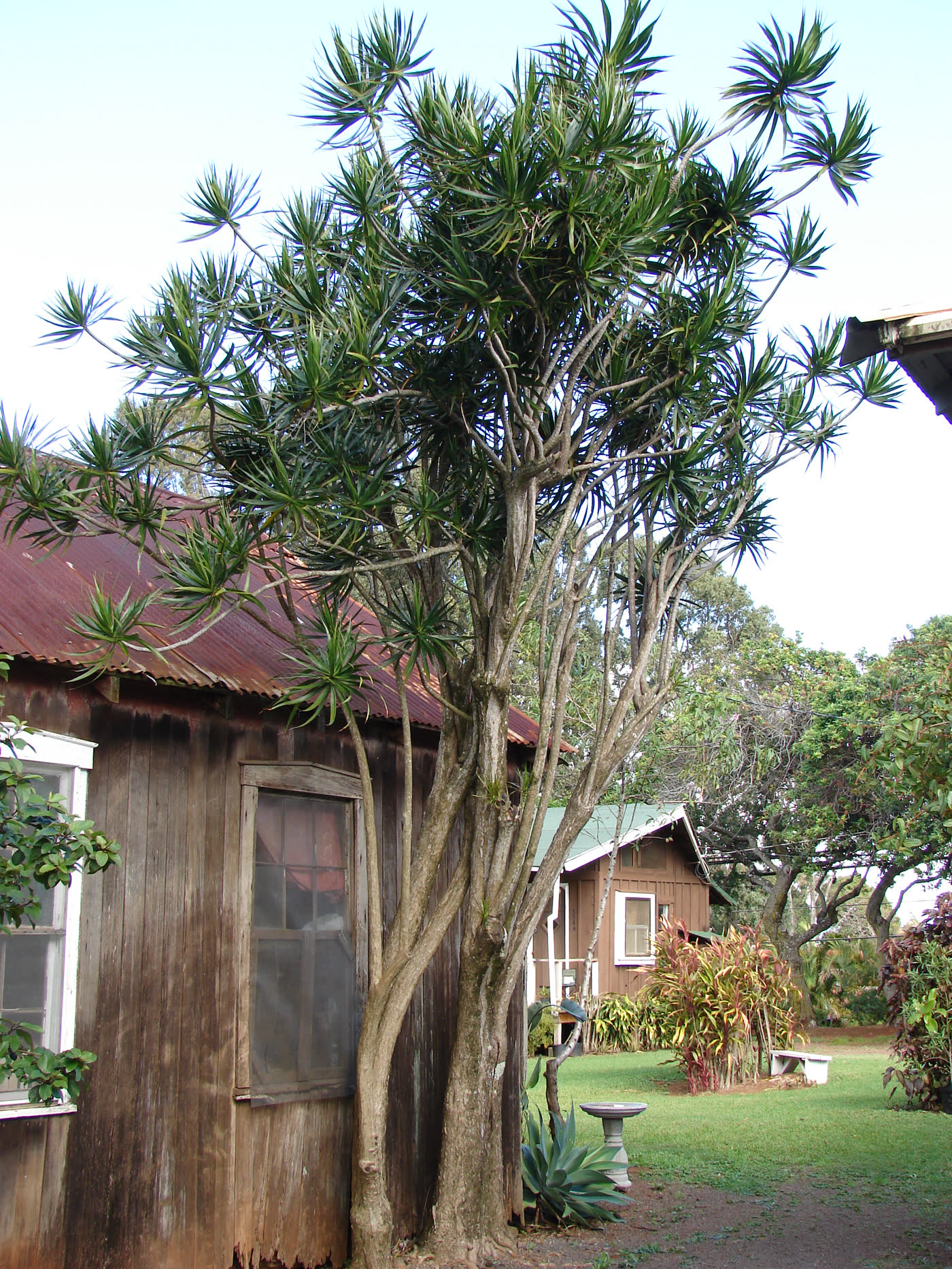 Драцена окаймлённая (Dracaena marginata) с узкими листьями на изогнутом стволе