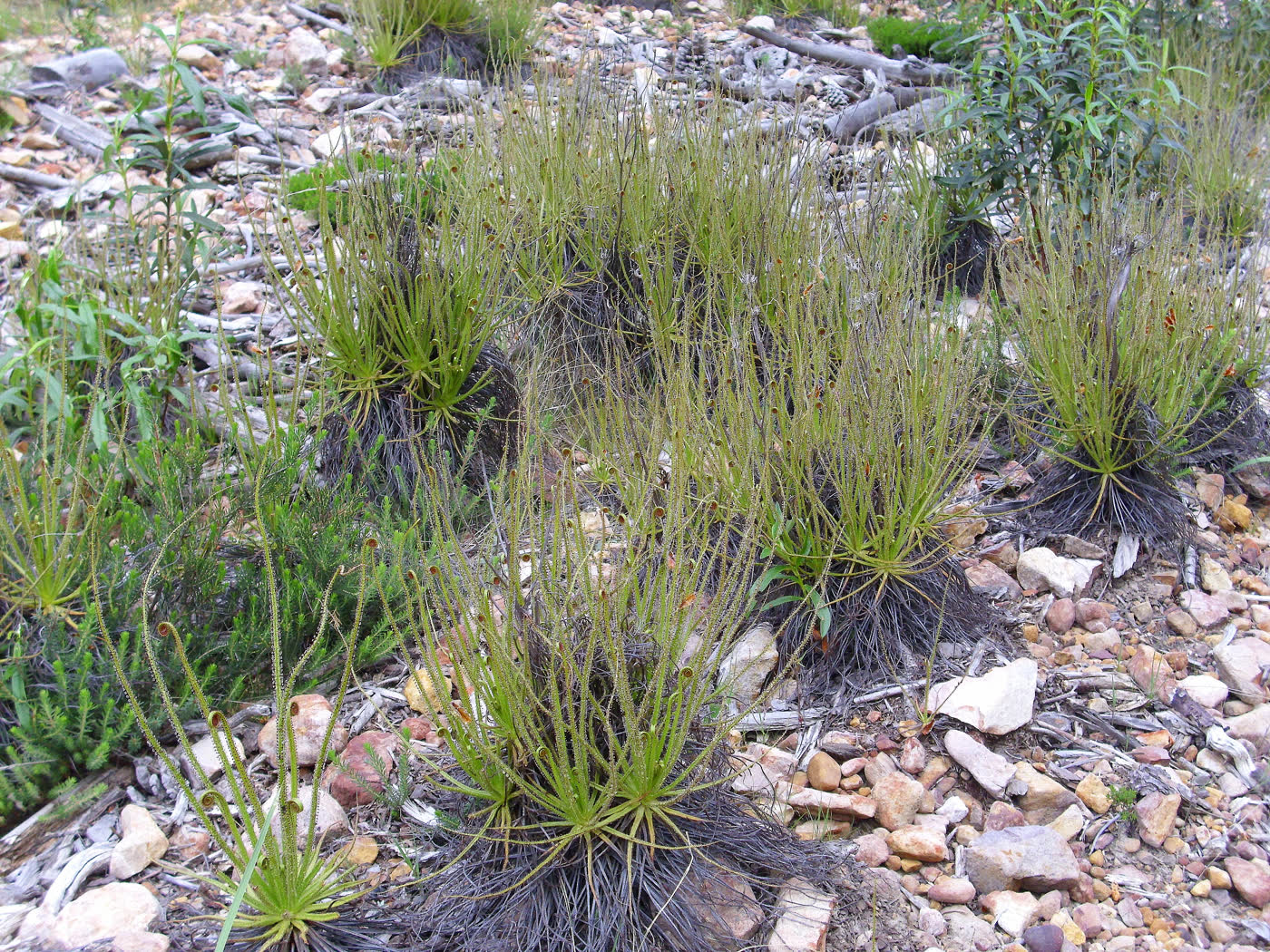 Дрозофиллум лузитанский (Drosophyllum lusitanicum) в природном каменистом местообитании Сьерра-Мадрона, Испания