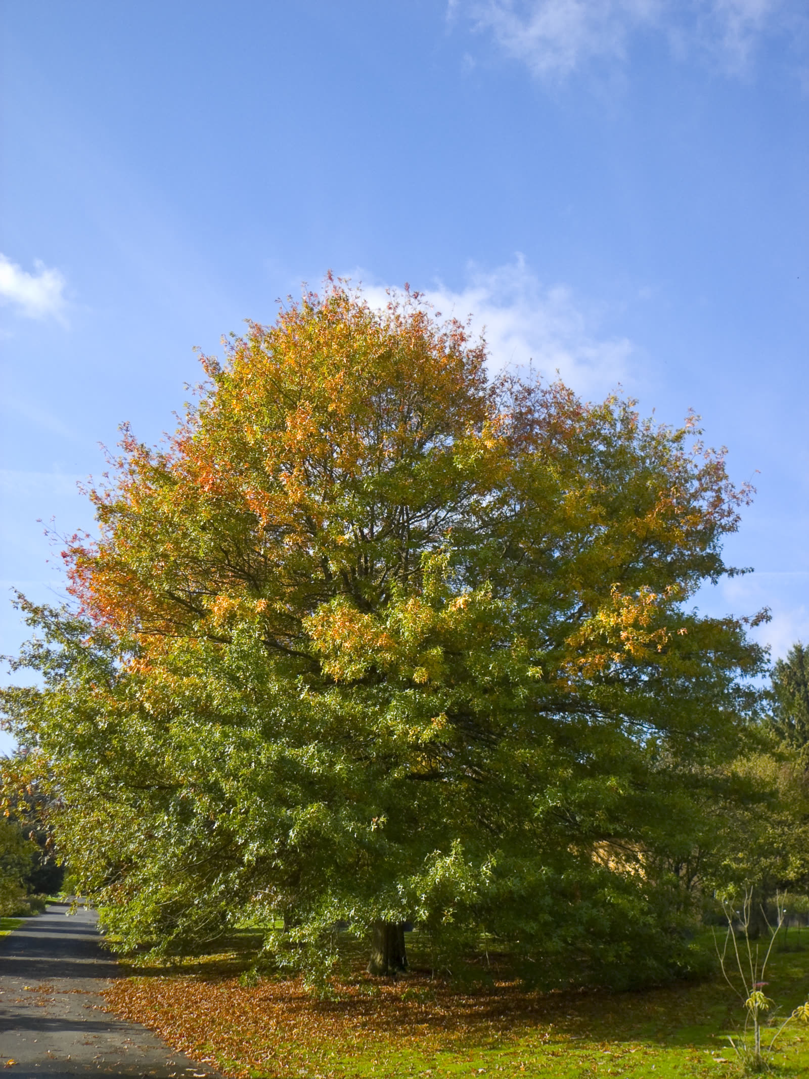 Дуб болотный (Quercus palustris) — пирамидальная крона с поникающими ветвями