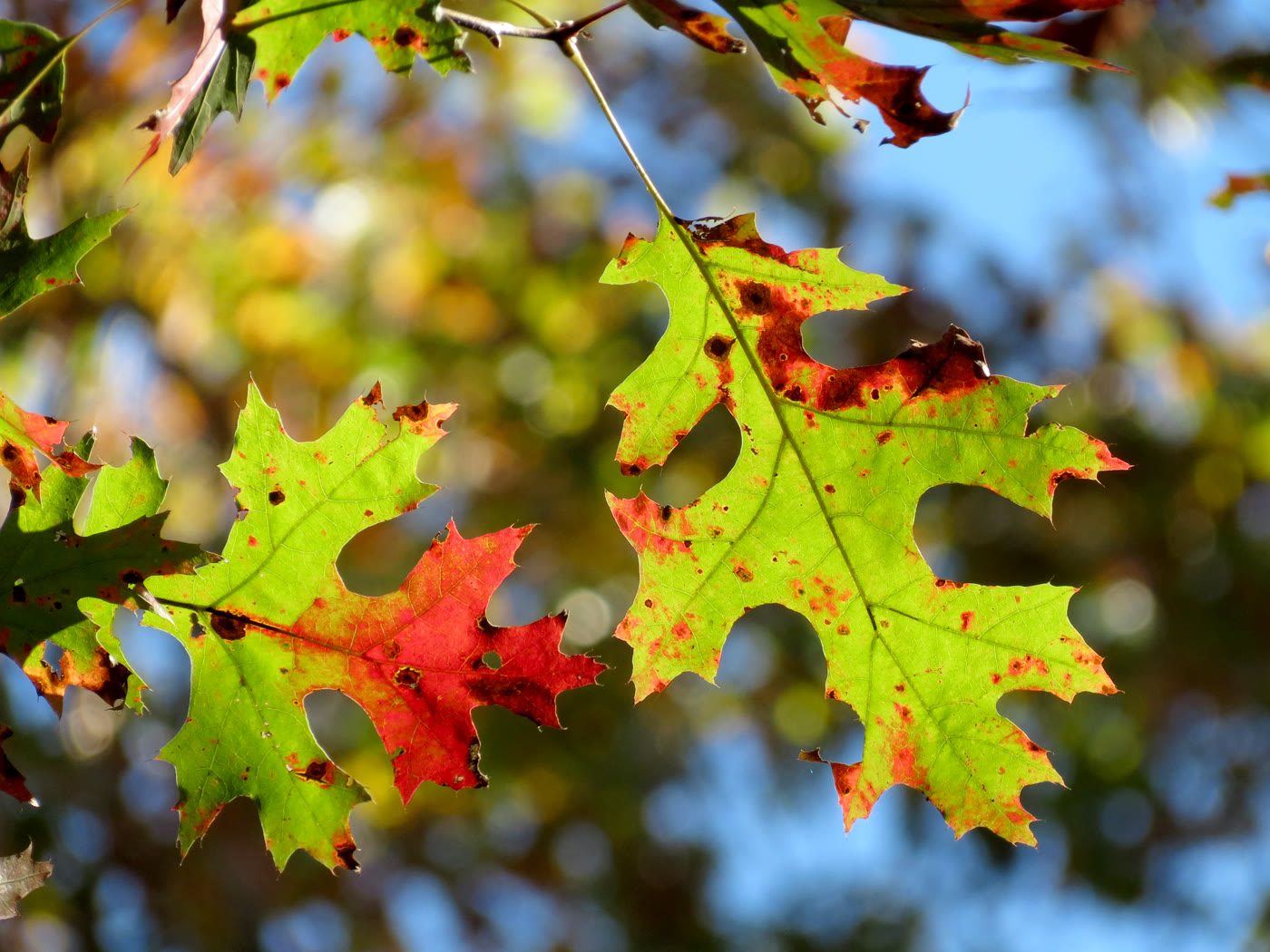 Дуб шарлаховый (Quercus coccinea) — глубоко рассечённые листья с широкими вырезами в начале алой осенней окраски