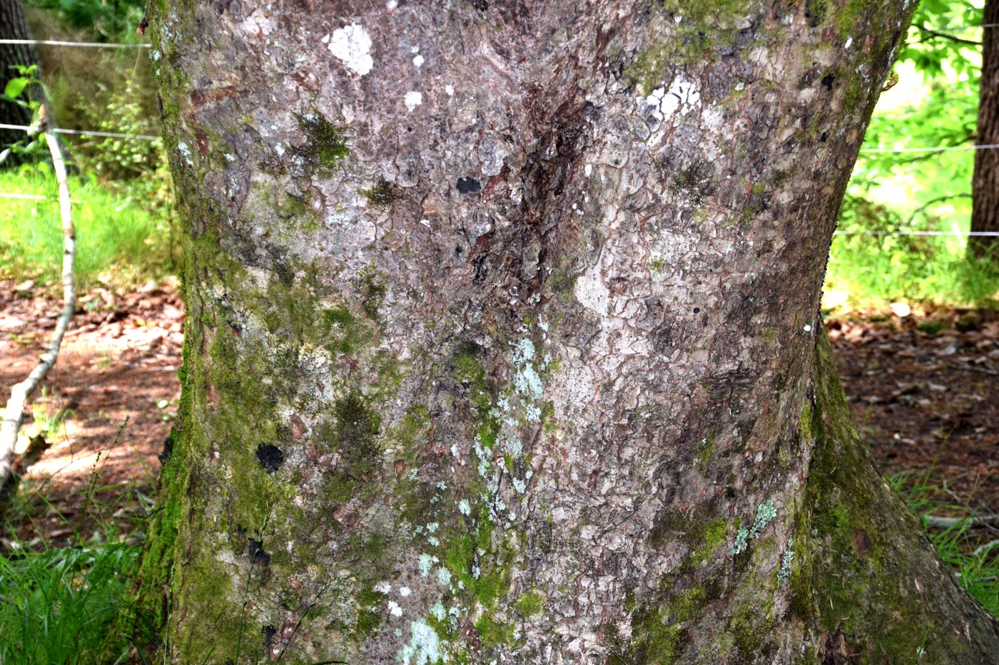 Дзельква пильчатая (Zelkova serrata) — взрослое дерево с округлой кроной
