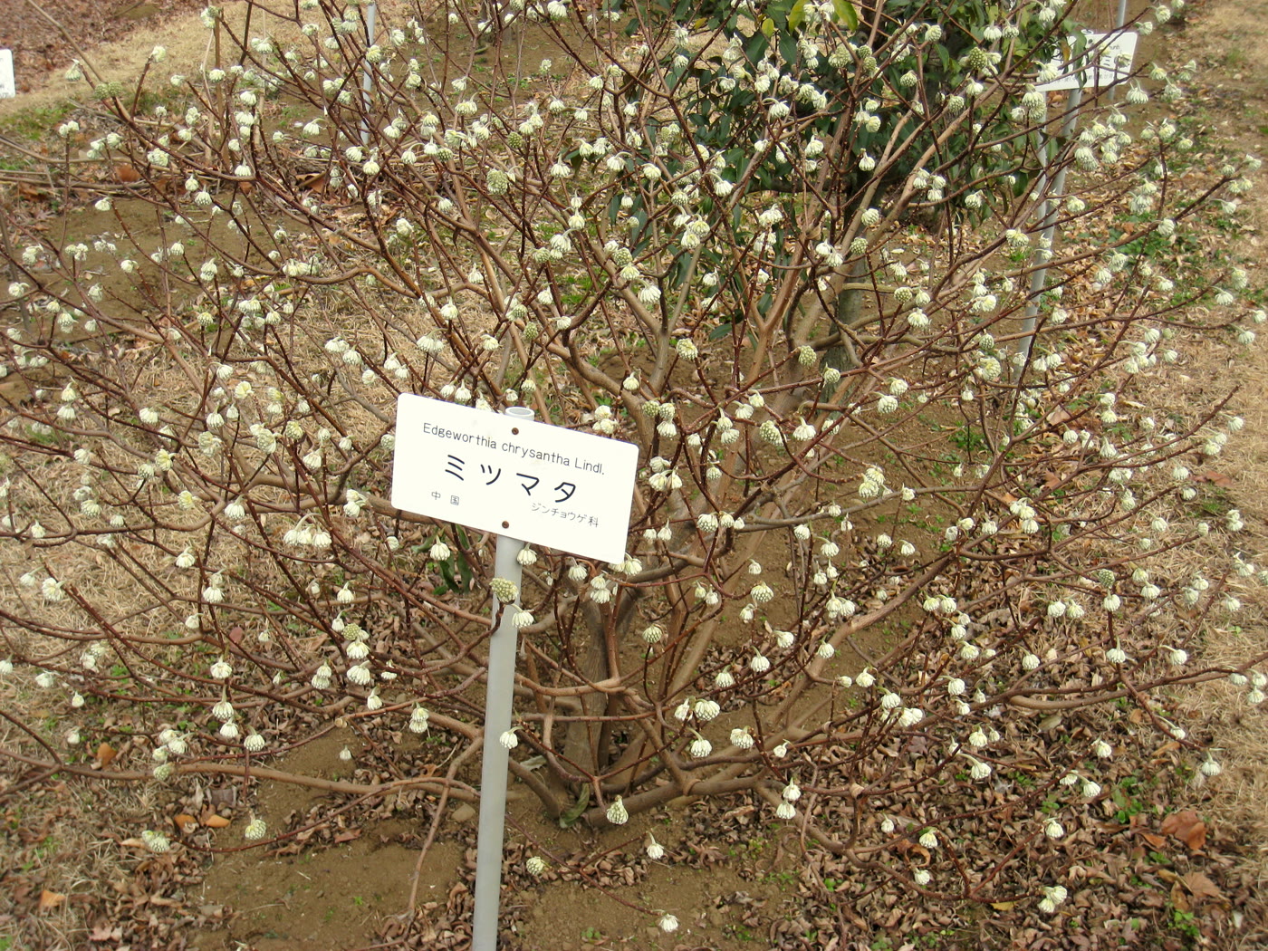 Эджвортия хризанта (Edgeworthia chrysantha) зимой — голые ветви с симметричным ветвлением и гроздьями бутонов