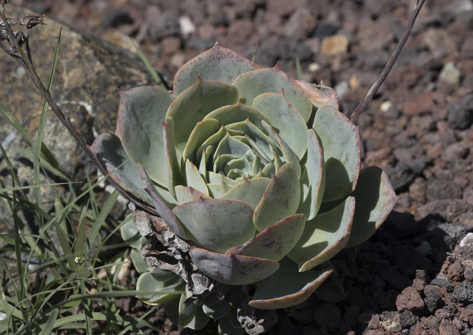 Эхеверия изящная (Echeveria elegans) — туго сомкнутая светлая бледно-голубовато-белая розетка «мексиканского снежного кома»