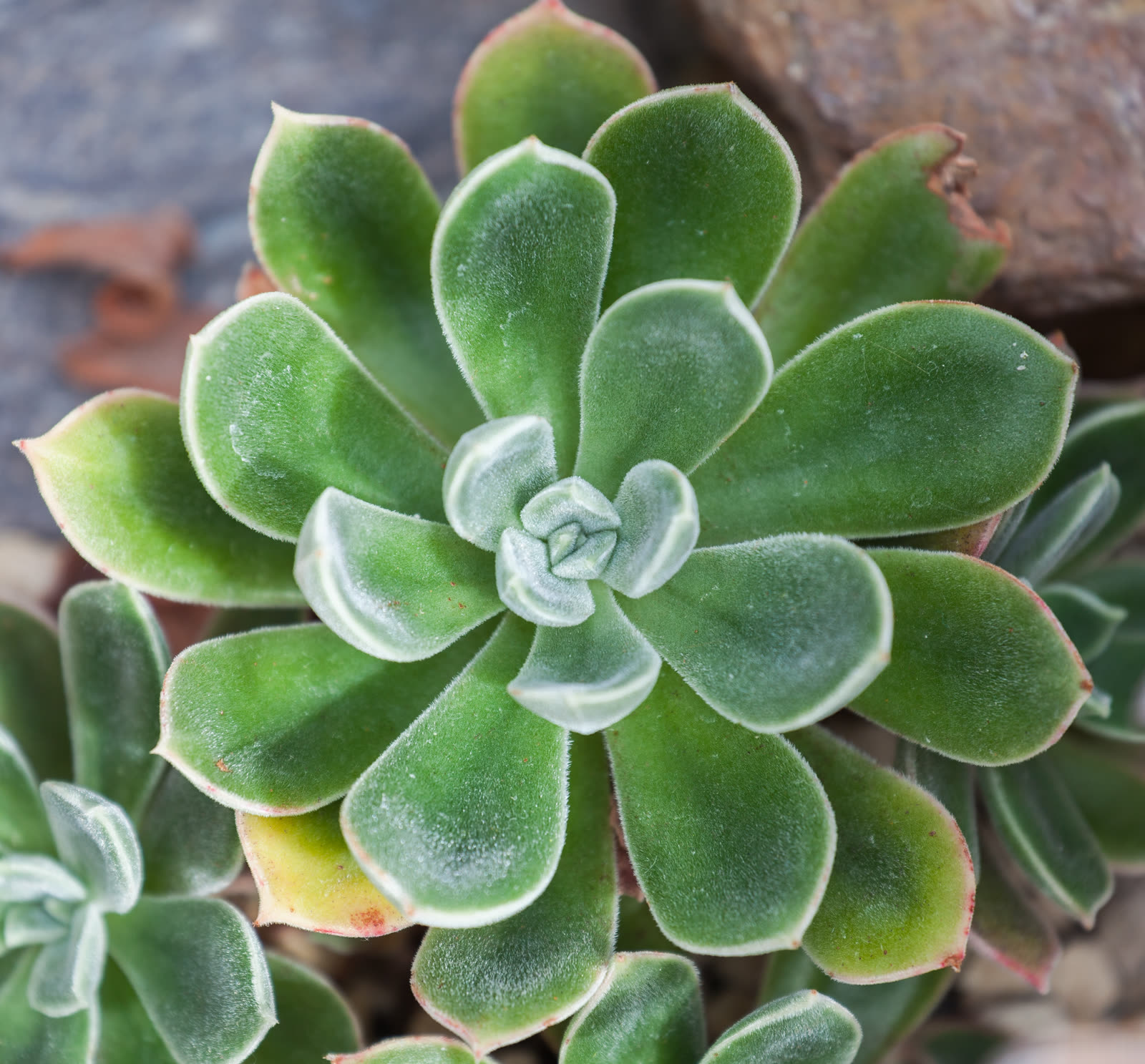 Эхеверия войлочная (Echeveria pulvinata) — опушённые бархатистые листья с красными кончиками