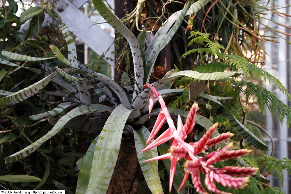 Эхмея серебристая (Aechmea chantinii) — листья с горизонтальными серебристыми полосами и ветвящееся соцветие с красными и жёлтыми прицветниками
