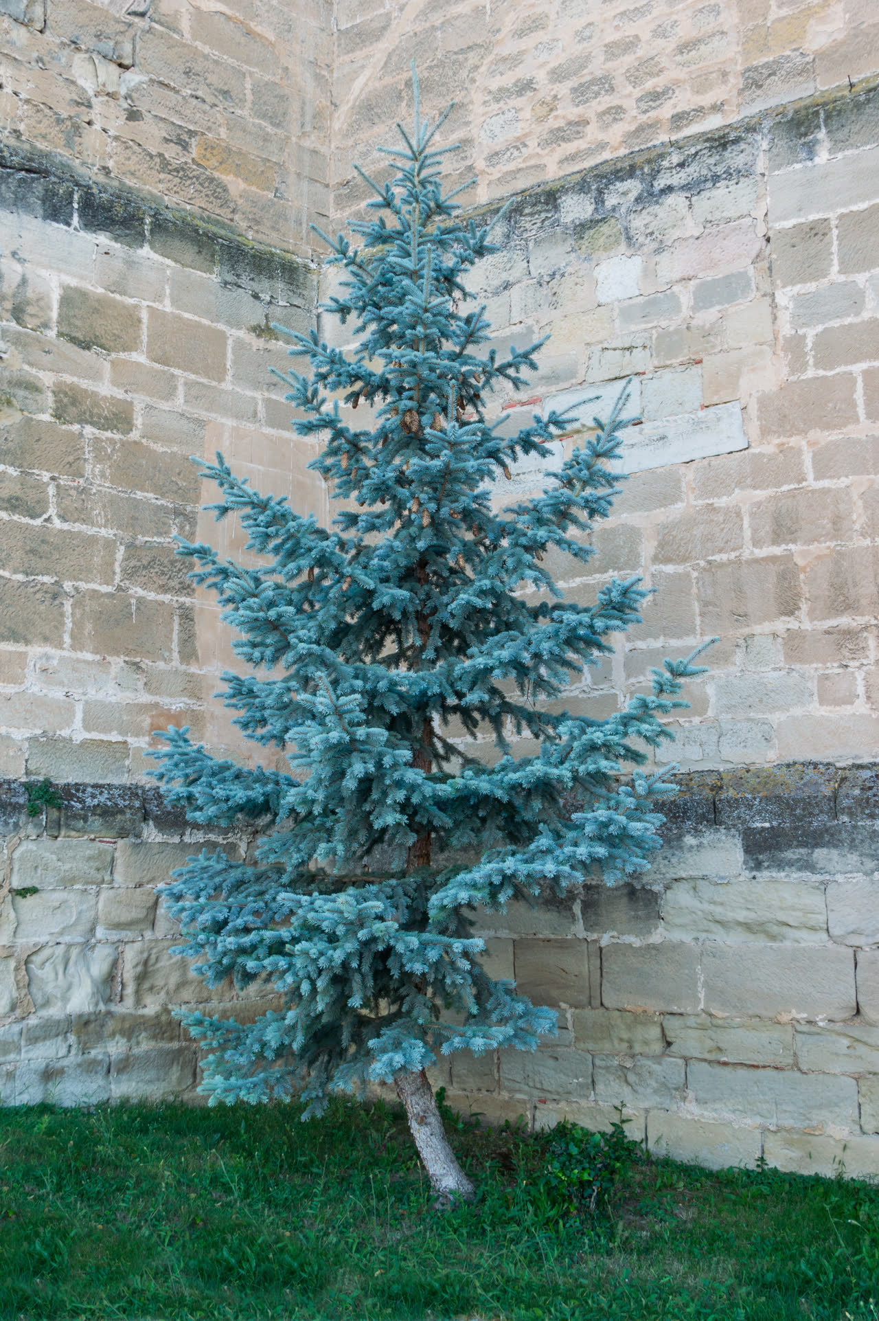 Ель голубая (Picea pungens) — внешний вид растения