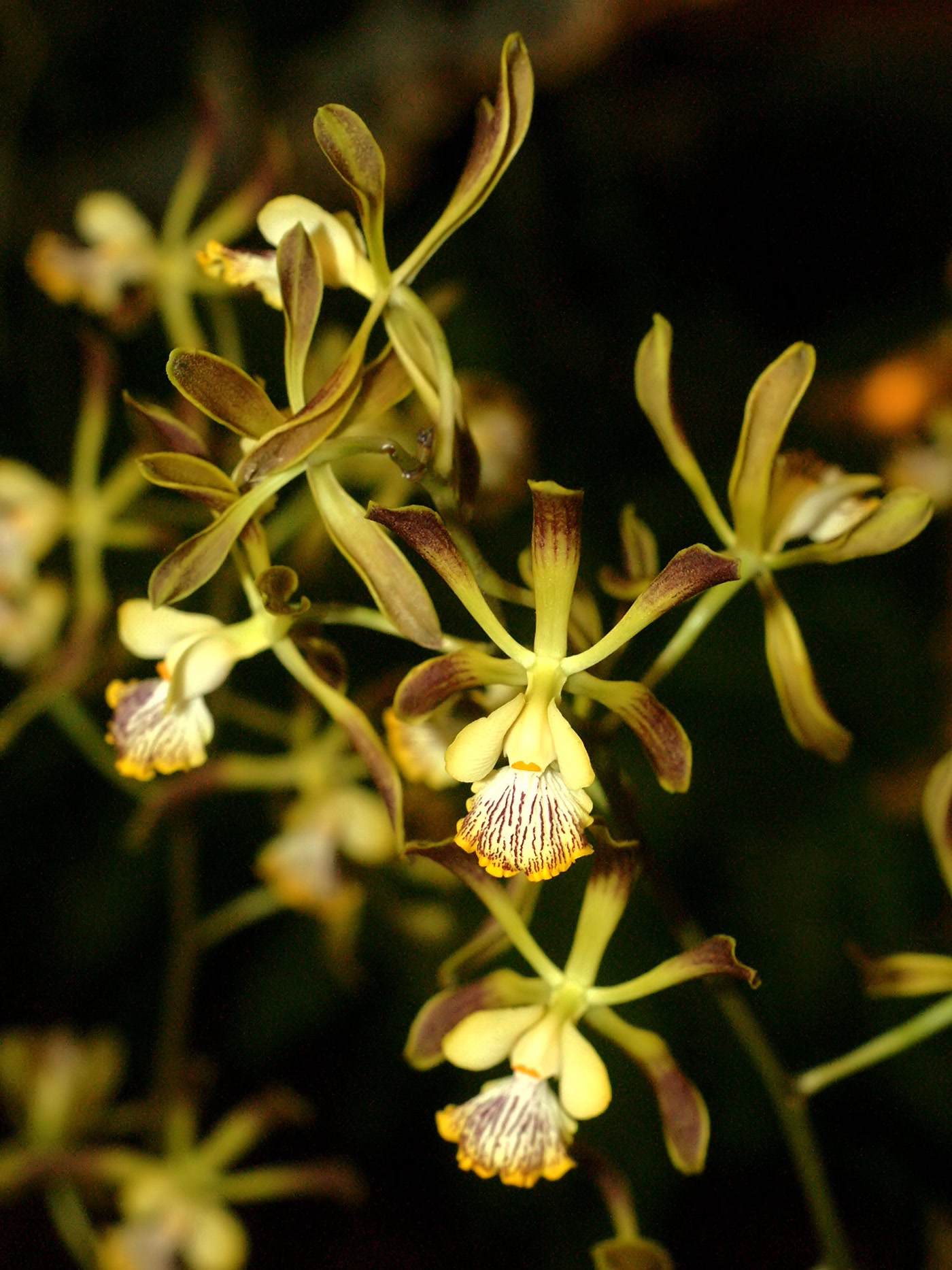 Энциклия крылатая (Encyclia alata) — ветвящийся цветонос с многочисленными желтовато-коричневыми цветками и бело-пурпурной губой