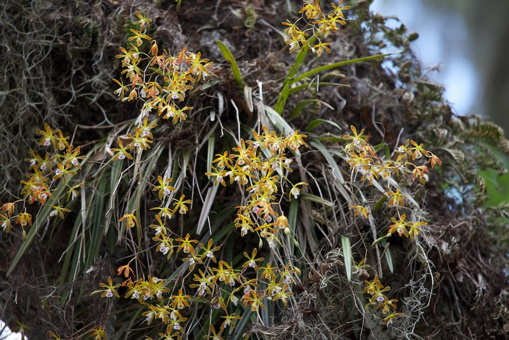 Энциклия тампская (Encyclia tampensis) — зонтиковидное соцветие мелких жёлто-зелёных цветков с пурпурными пятнами на стволе дерева