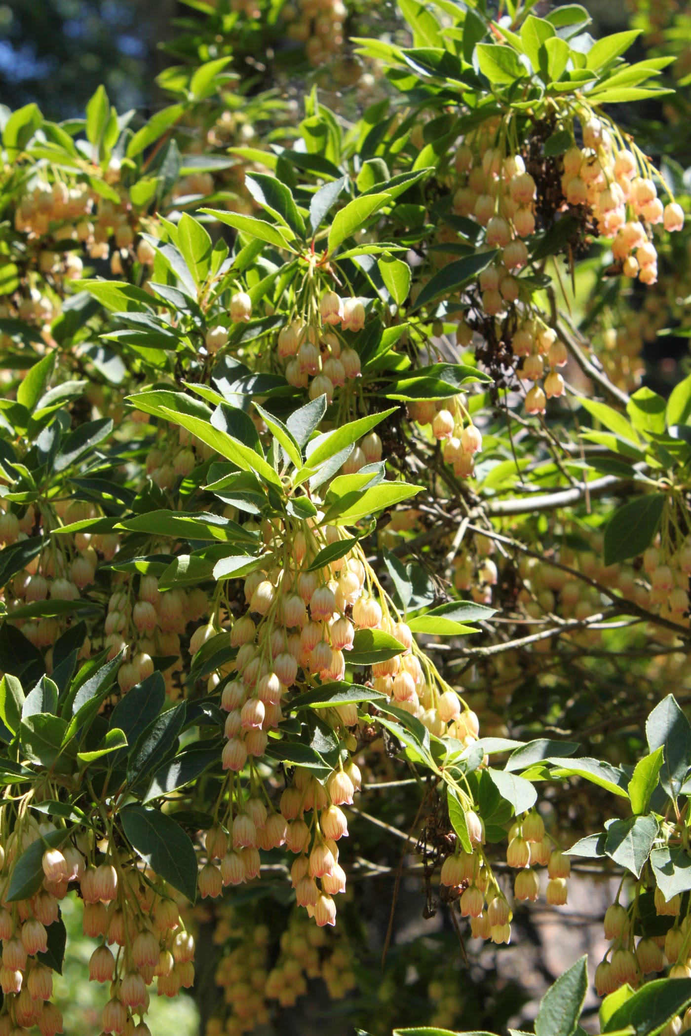 Энкиантус колокольчатый (Enkianthus campanulatus) — гроздья мелких колокольчатых цветков с розово-красными прожилками
