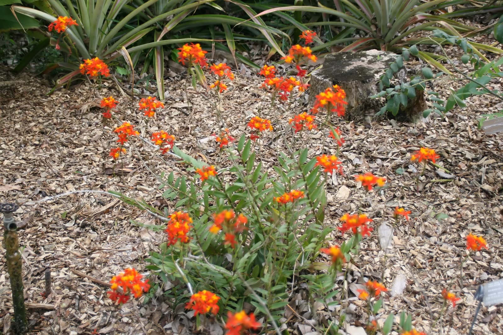 Эпидендрум тростниковый (Epidendrum radicans) — тростниковидные стебли с яркими цветками на верхушках