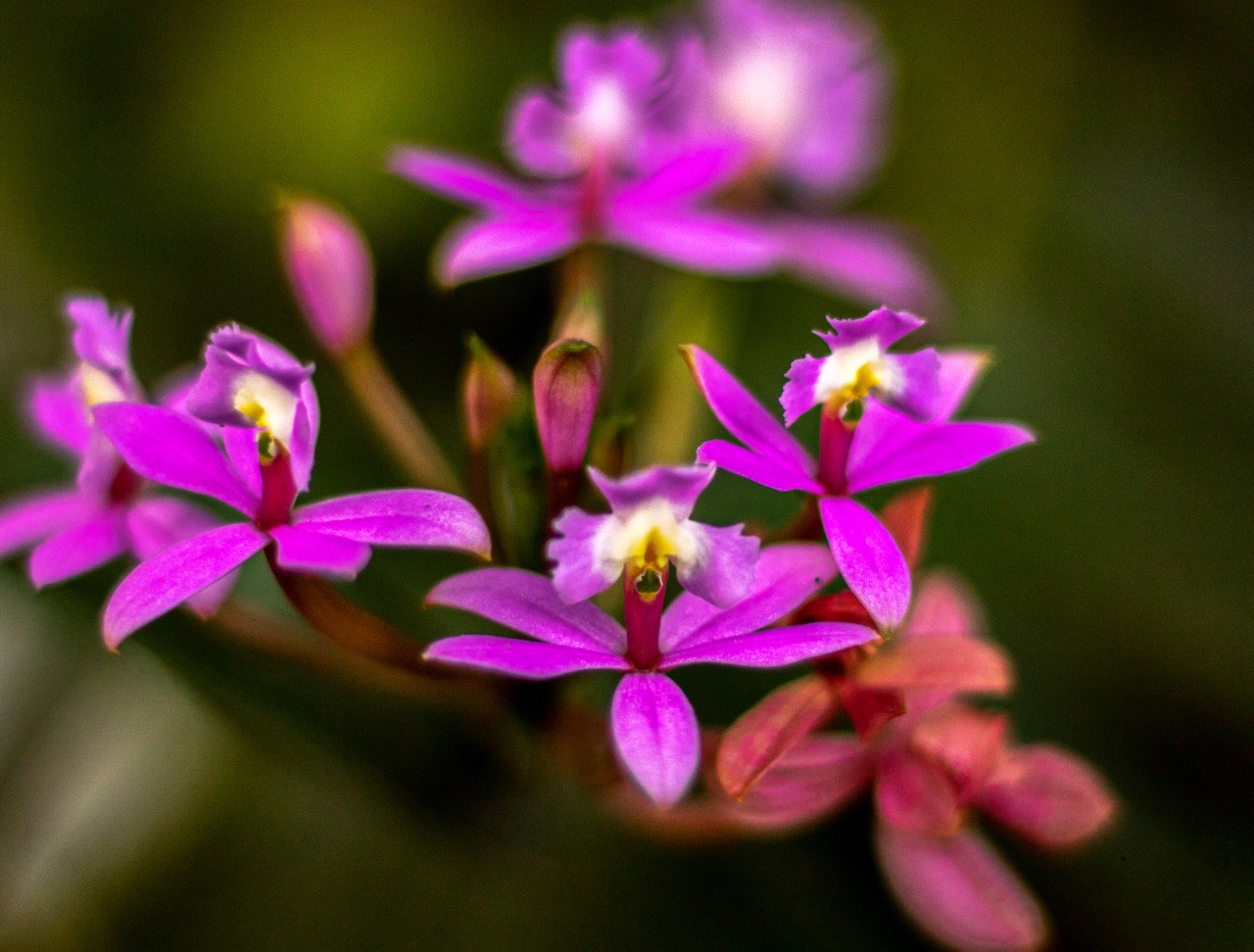 Эпидендрум секундум (Epidendrum secundum) — однобокое соцветие, все цветки обращены в одну сторону
