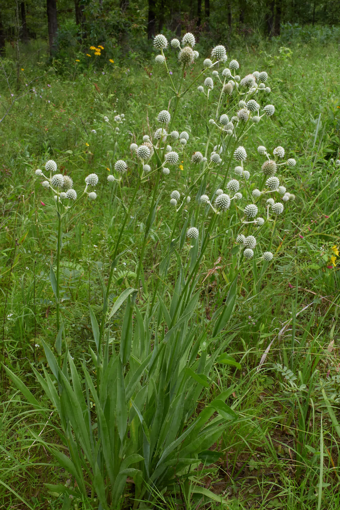 Эрингиум юкколистный (Eryngium yuccifolium) — мечевидные колючие листья, похожие на юкку, и бело-зелёные шаровидные соцветия