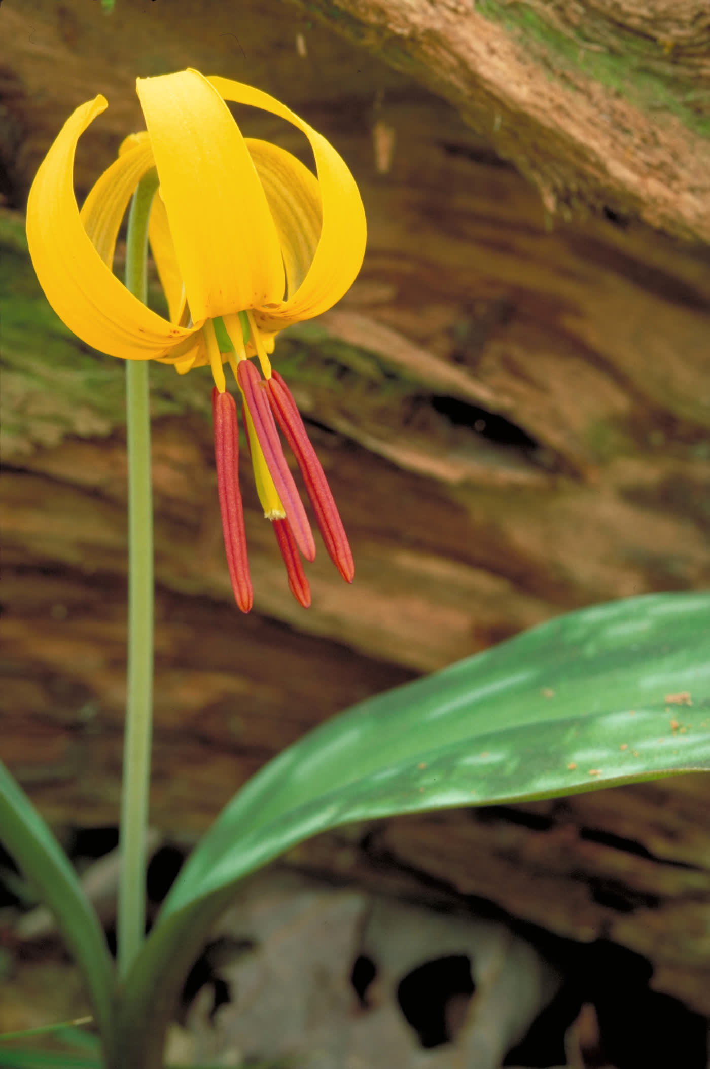 Эритрониум американский (Erythronium americanum) — поникший жёлтый цветок с сильно отогнутыми назад лепестками