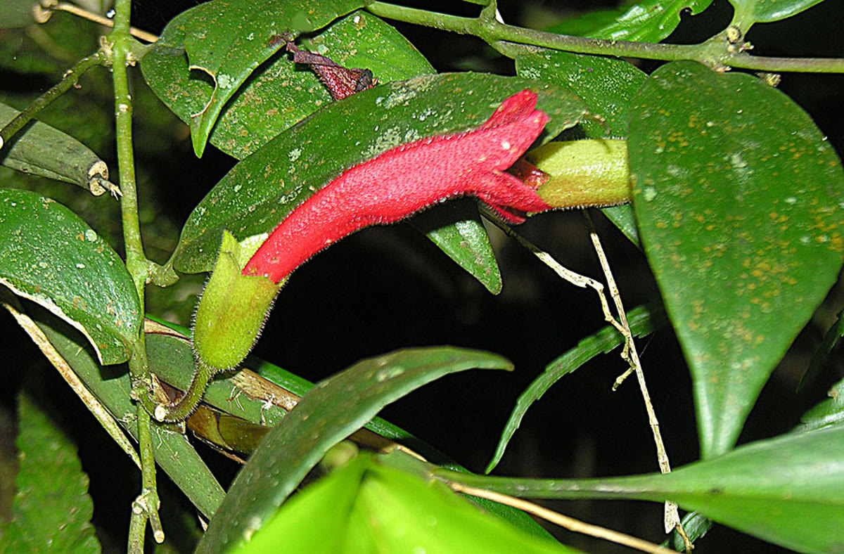 Эсхинантус радикансовый (Aeschynanthus radicans) — толстые восковые листья и алые цветки-«помада» из тёмной чашечки
