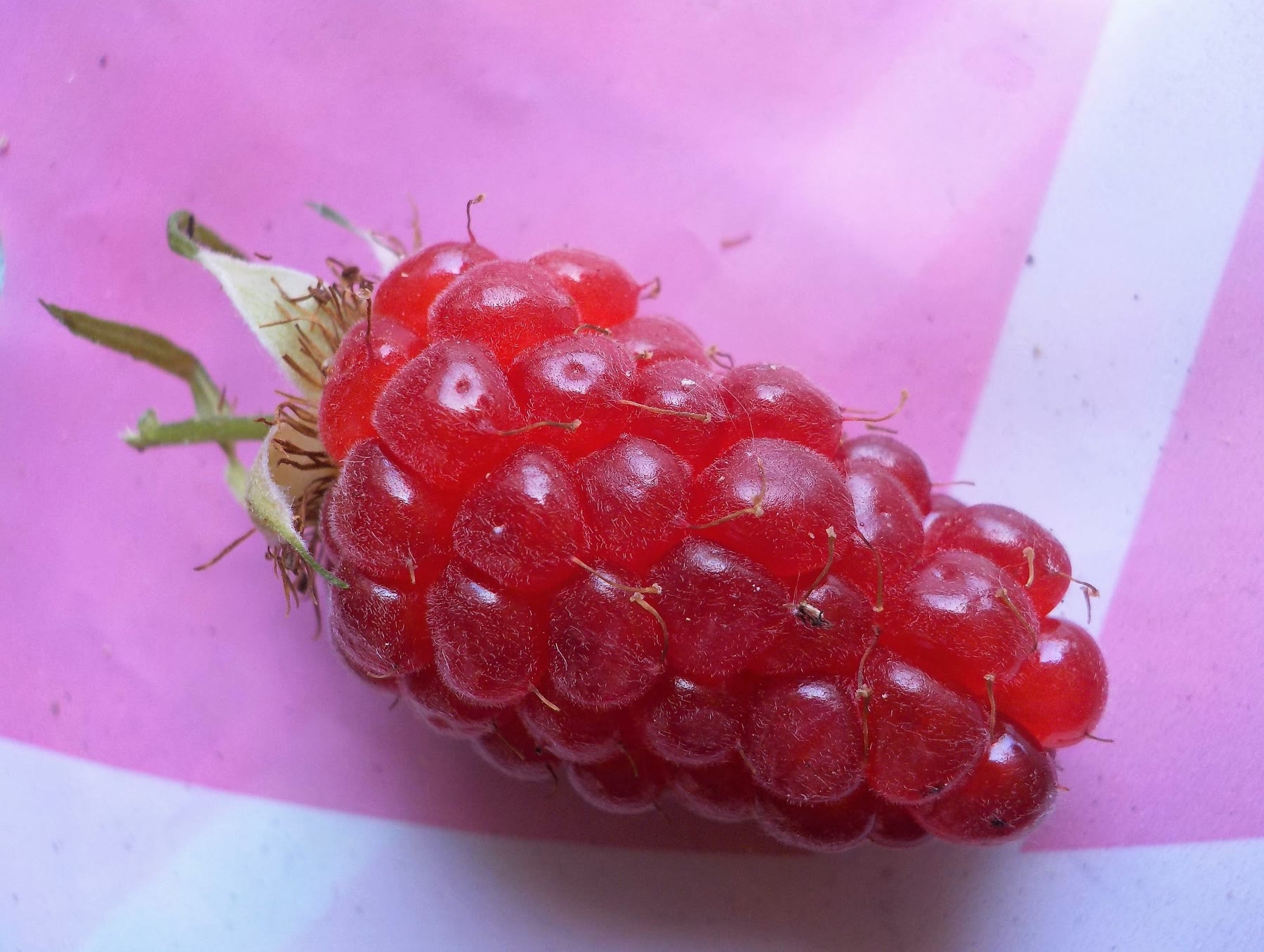 Ежемалина (Rubus × hybrida) — внешний вид растения