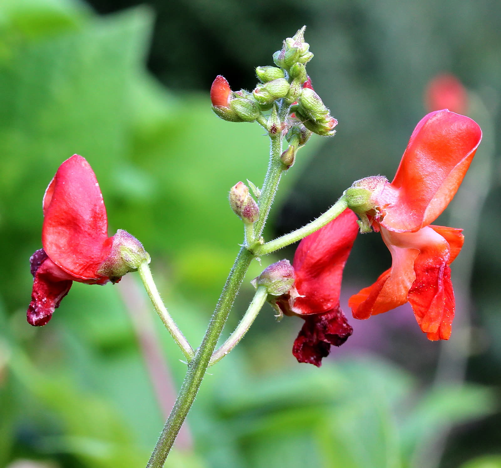 Фасоль огненно-красная (Phaseolus coccineus) — цветущая лиана